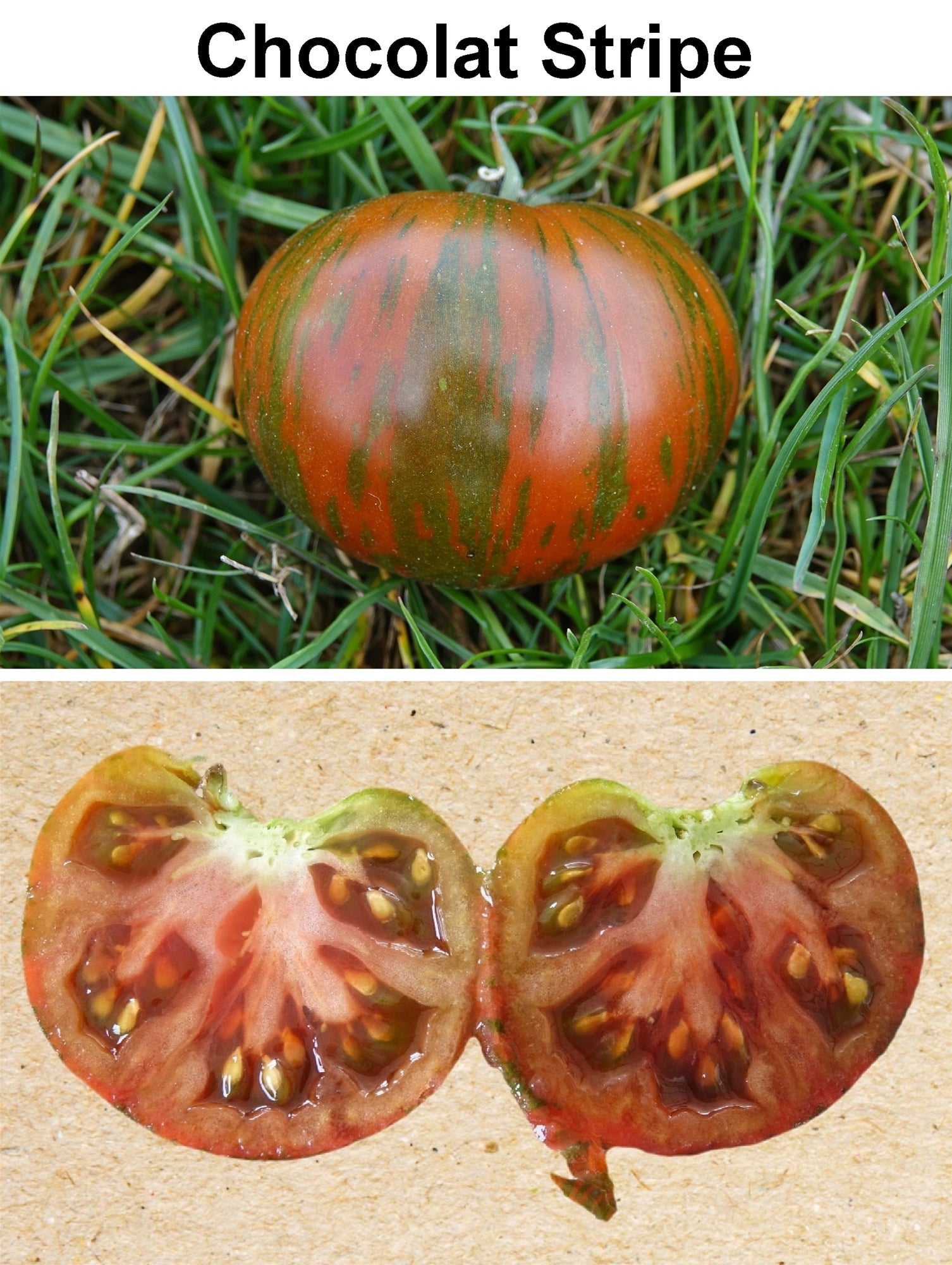 Toute sorte de graines: tomates, tournesols, fleurs..