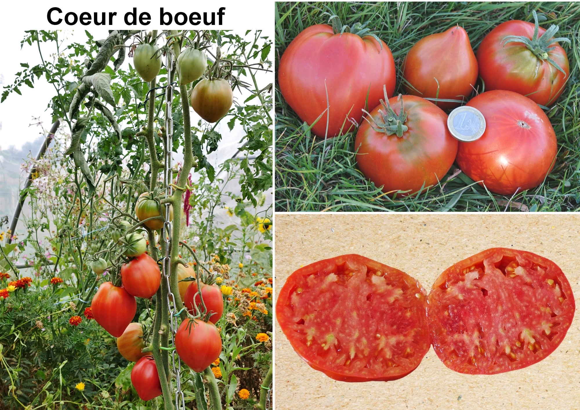 Toute sorte de graines: tomates, tournesols, fleurs..