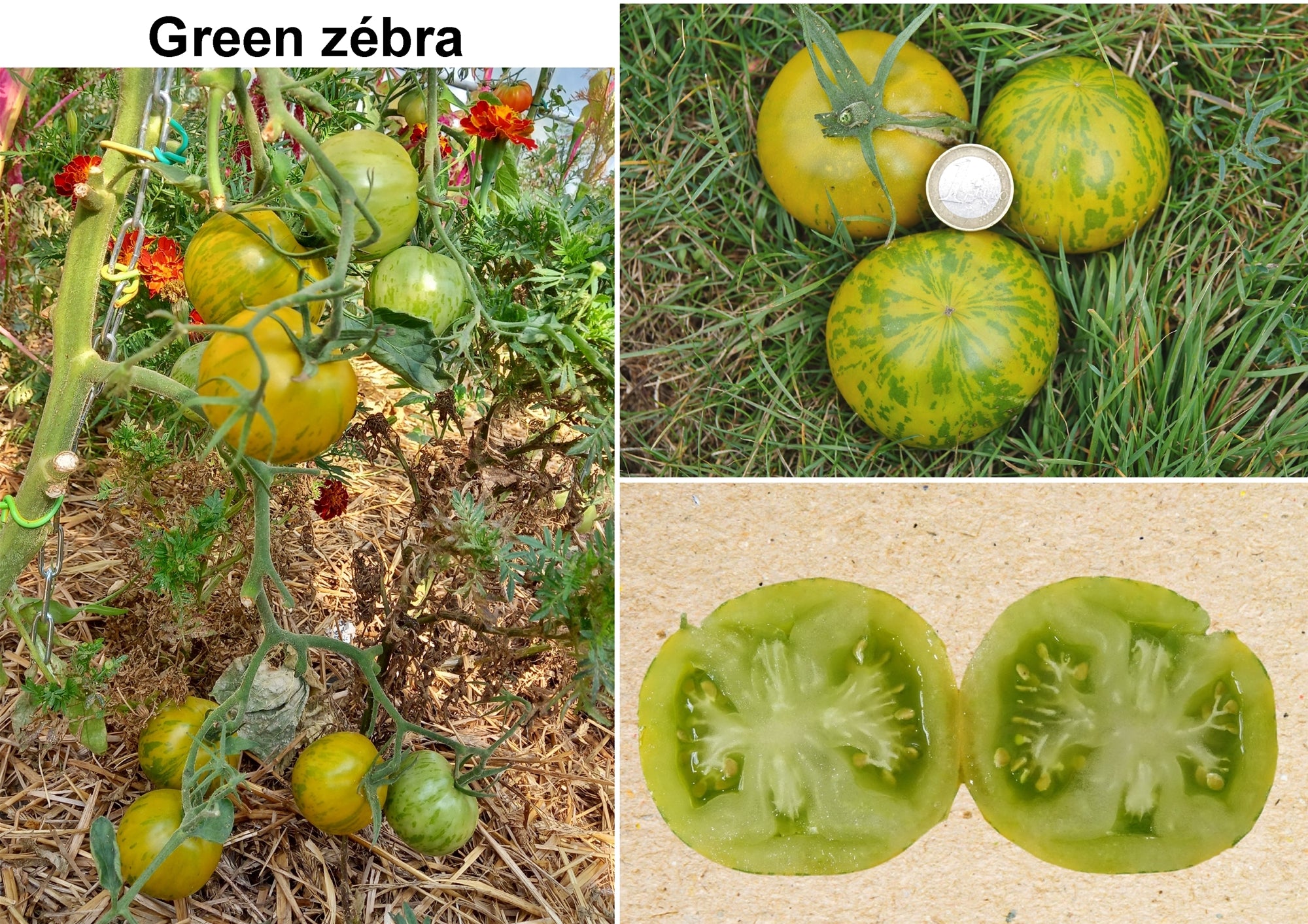 Toute sorte de graines: tomates, tournesols, fleurs..