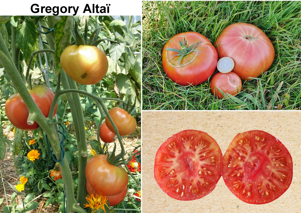 Toute sorte de graines: tomates, tournesols, fleurs..