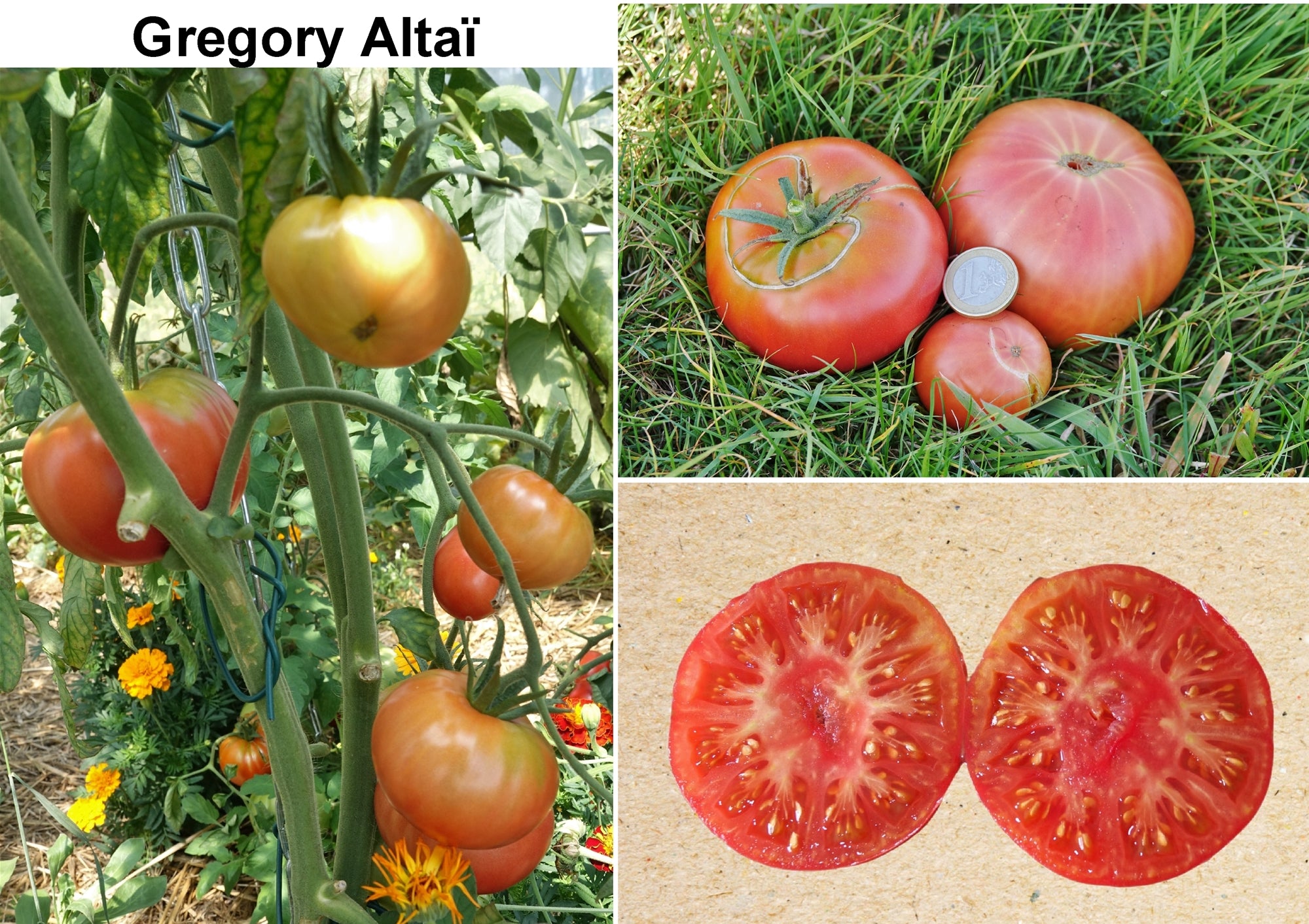 Toute sorte de graines: tomates, tournesols, fleurs..