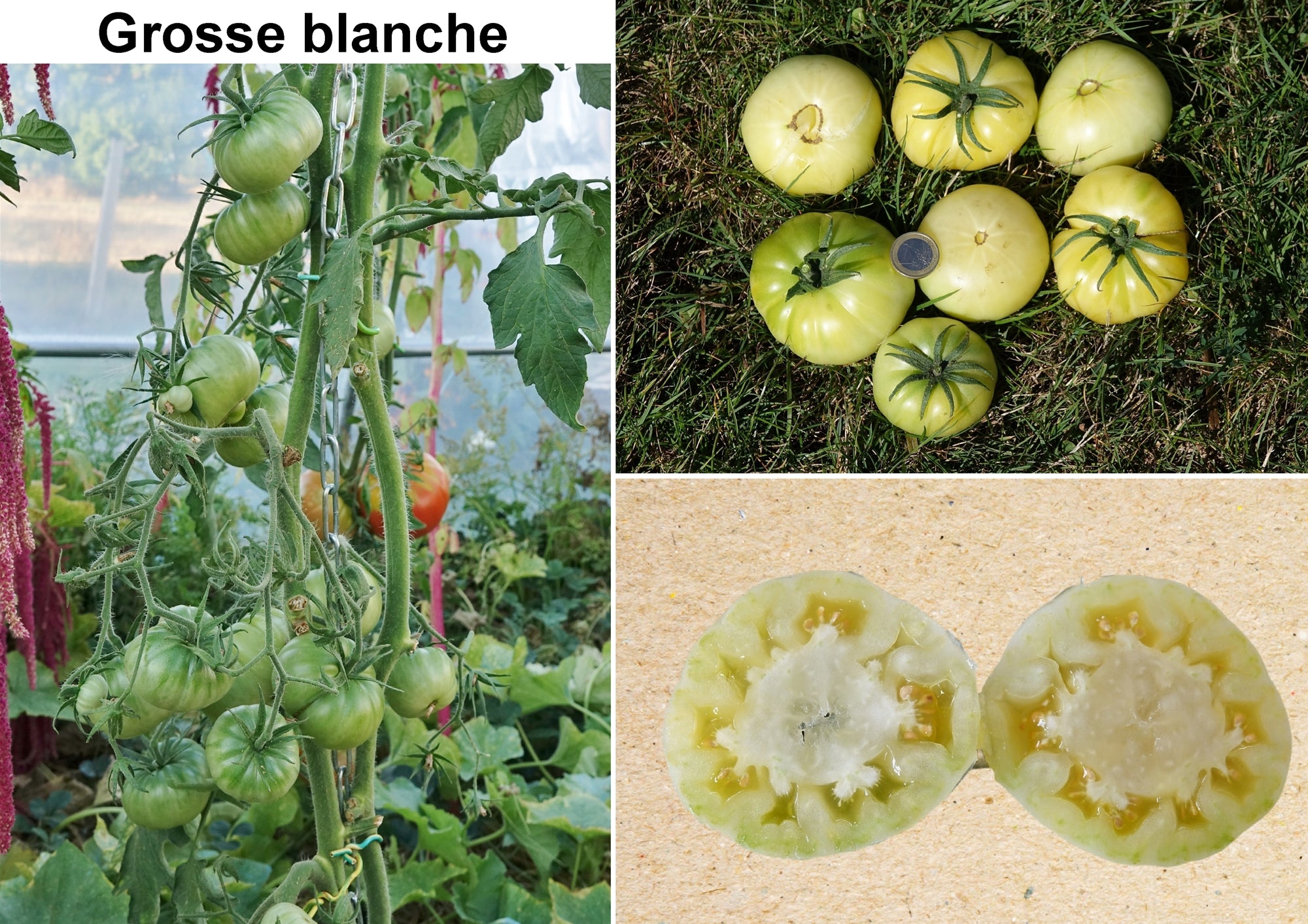Toute sorte de graines: tomates, tournesols, fleurs..