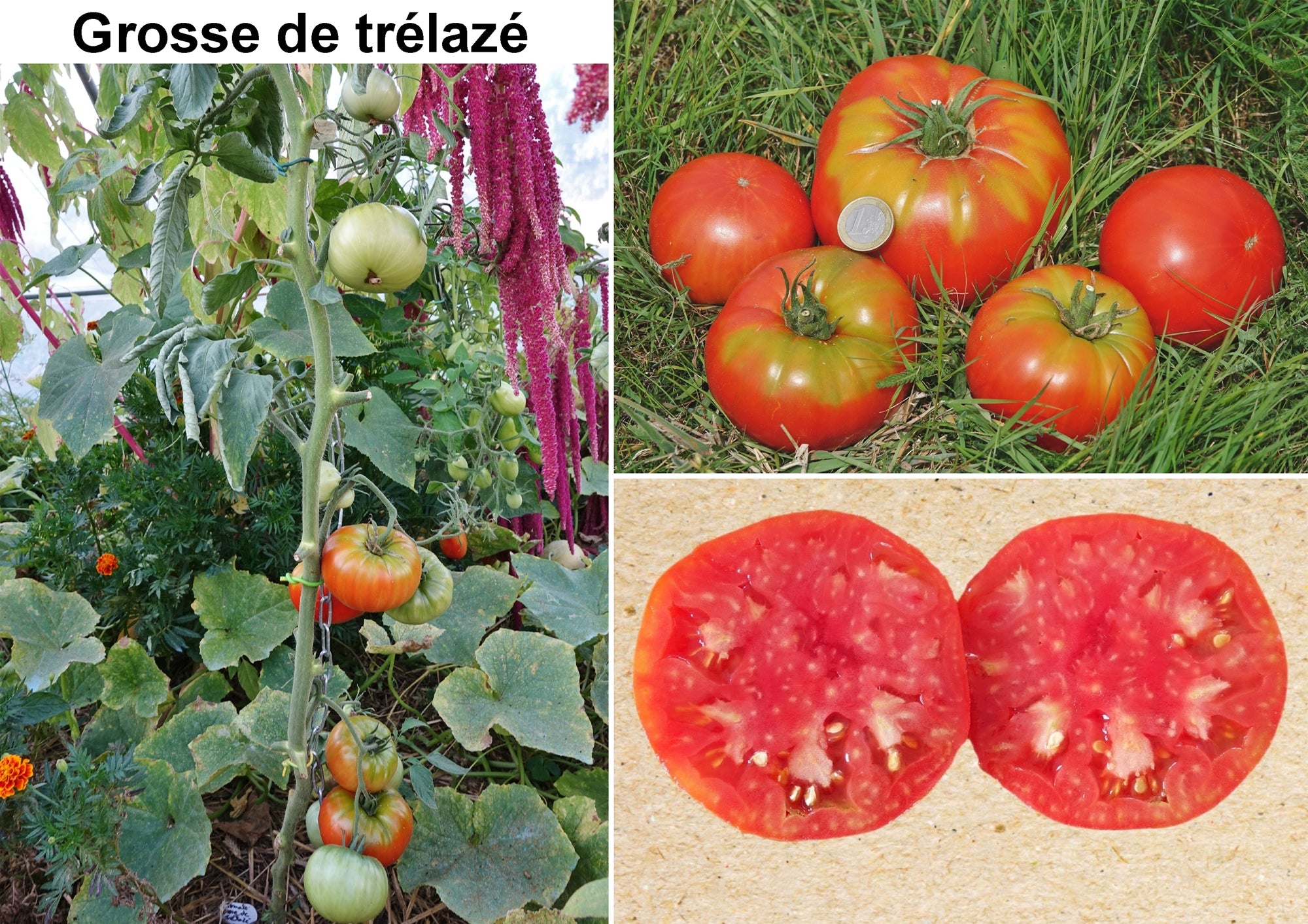 Toute sorte de graines: tomates, tournesols, fleurs..