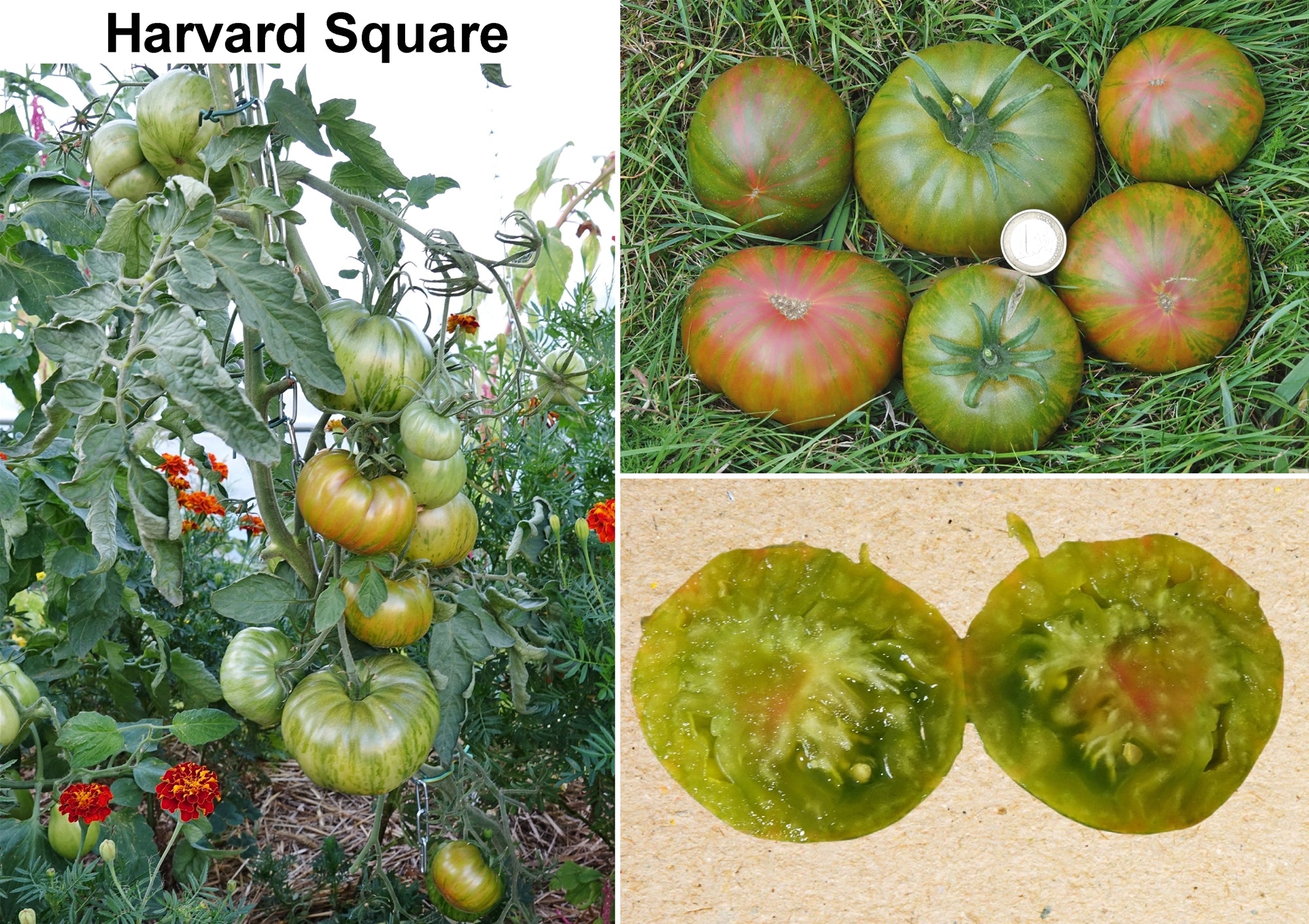 Toute sorte de graines: tomates, tournesols, fleurs..