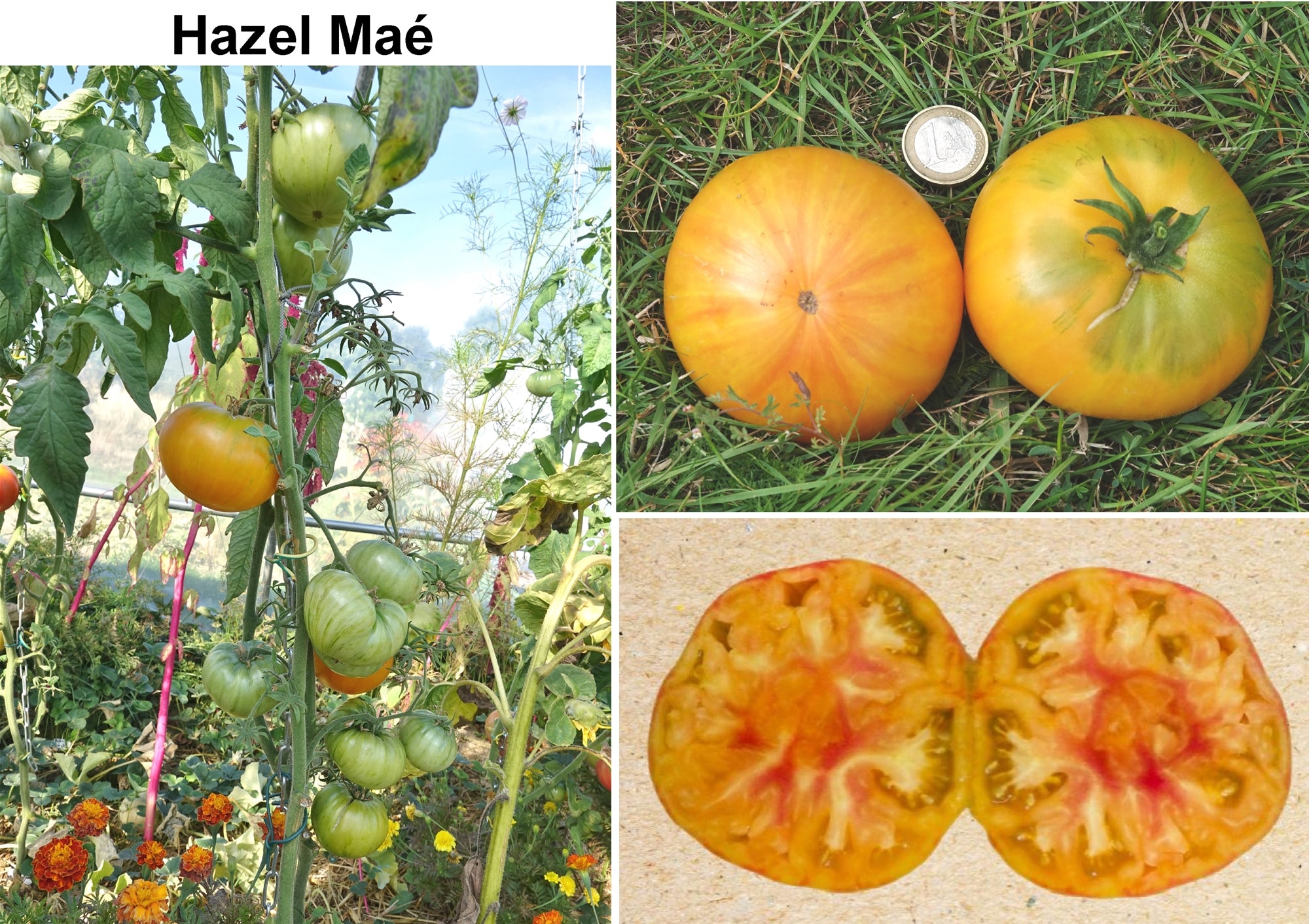 Toute sorte de graines: tomates, tournesols, fleurs..