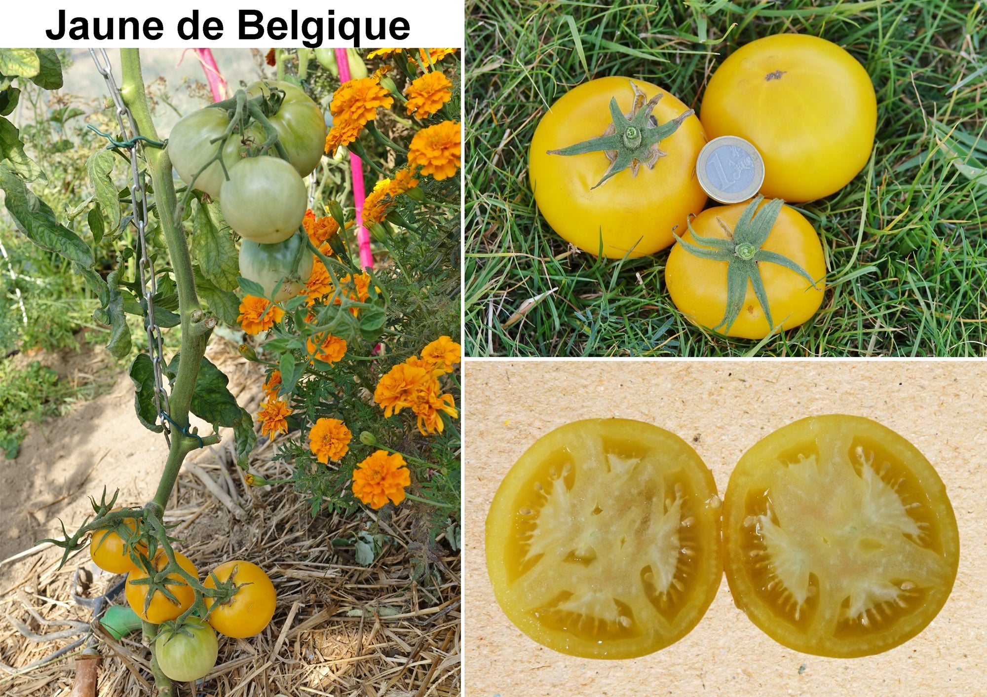 Toute sorte de graines: tomates, tournesols, fleurs..