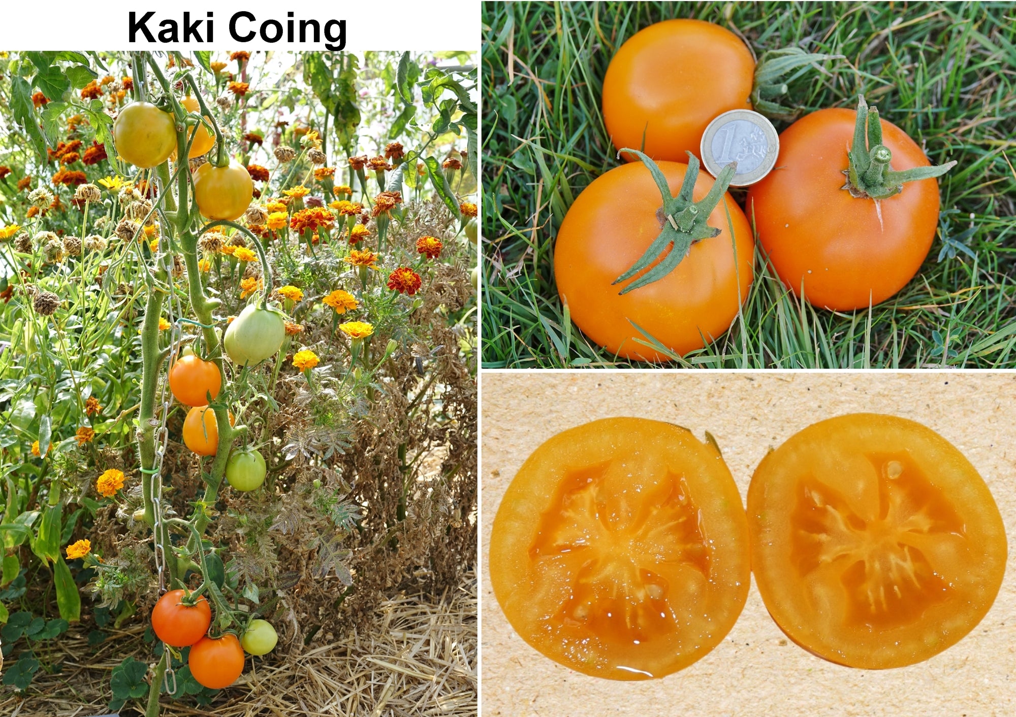 Toute sorte de graines: tomates, tournesols, fleurs..