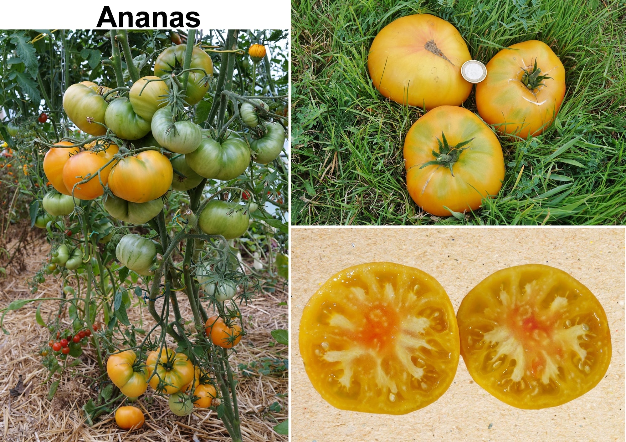 Toute sorte de graines: tomates, tournesols, fleurs..