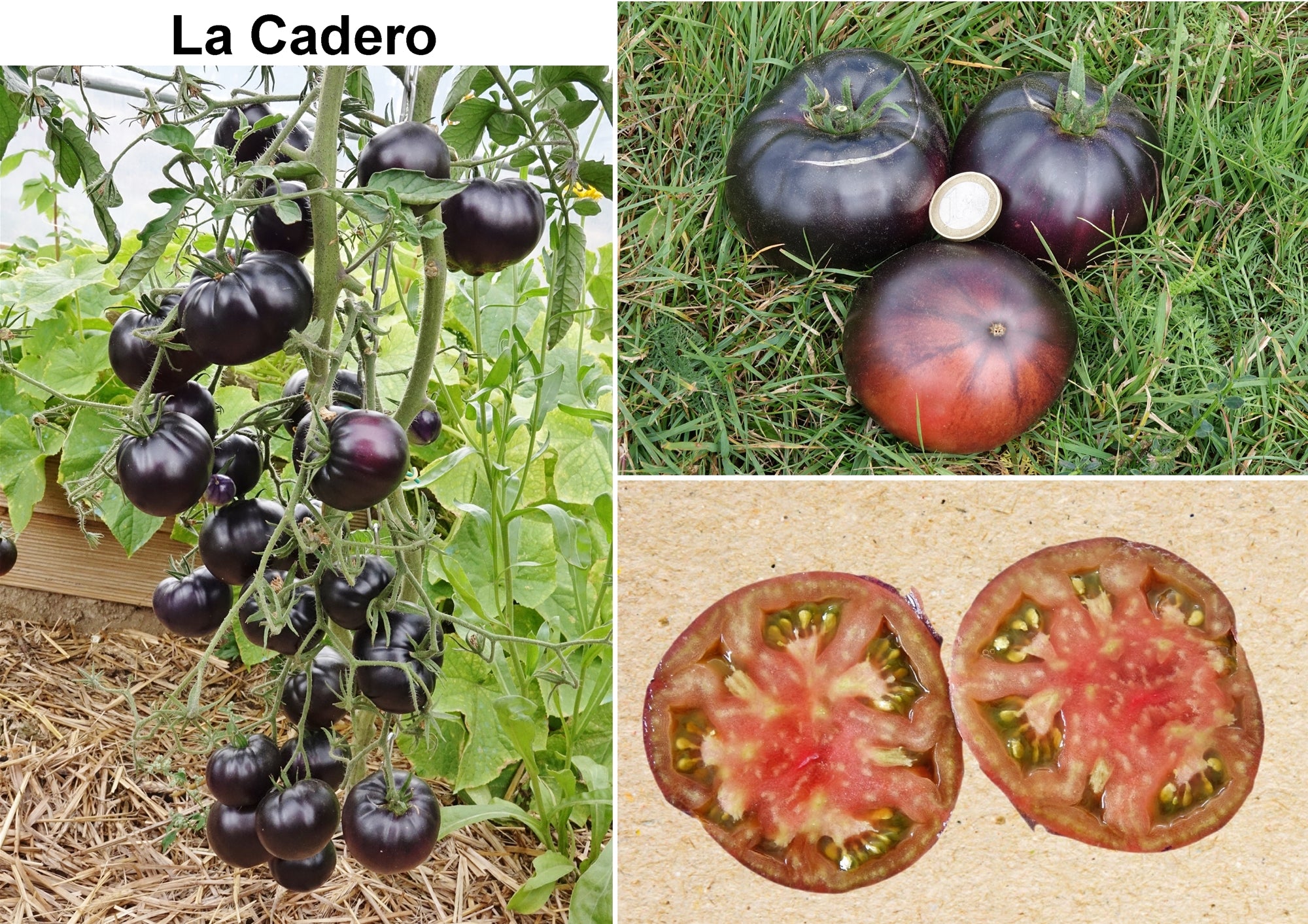 Toute sorte de graines: tomates, tournesols, fleurs..