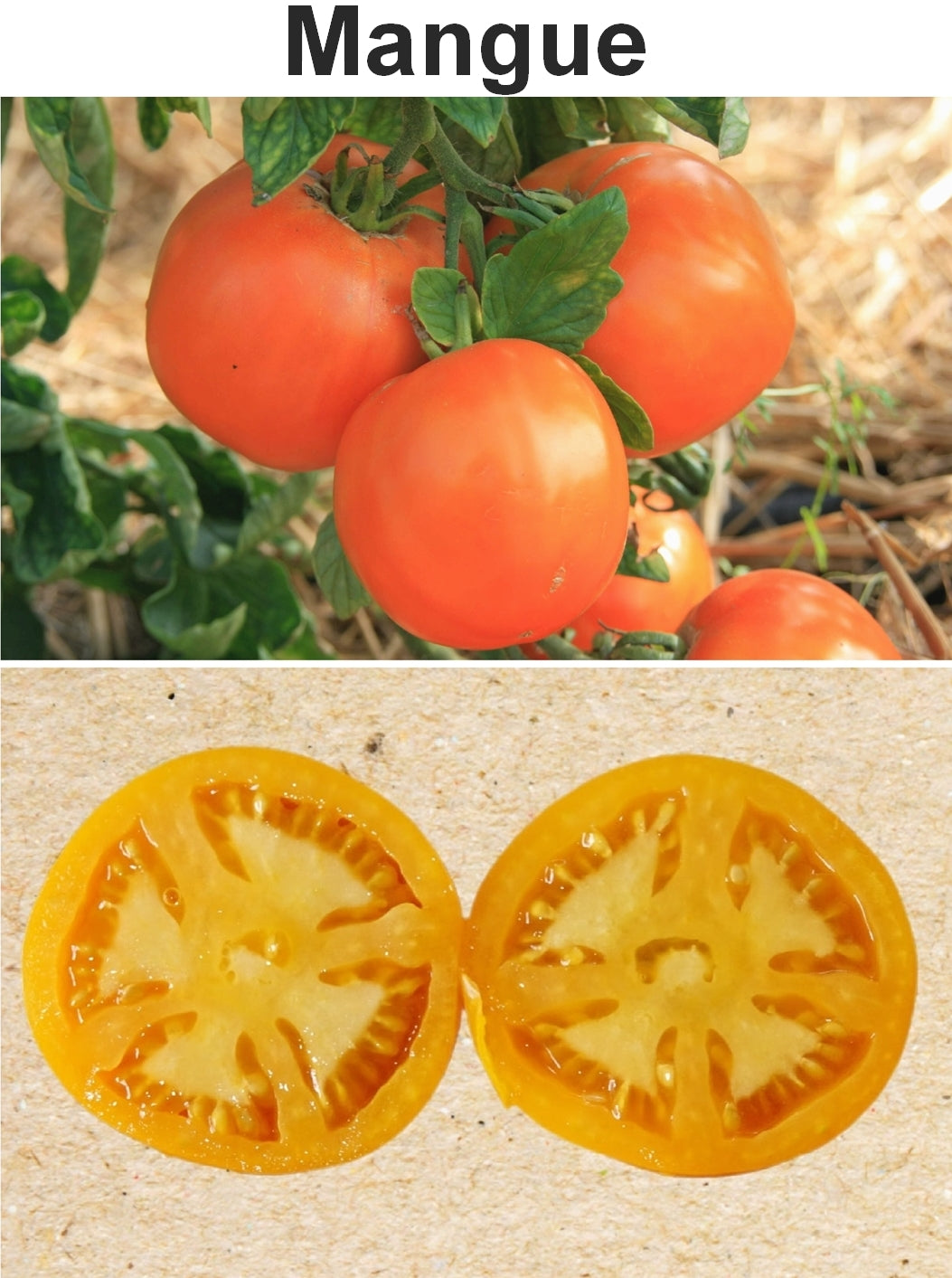 Toute sorte de graines: tomates, tournesols, fleurs..