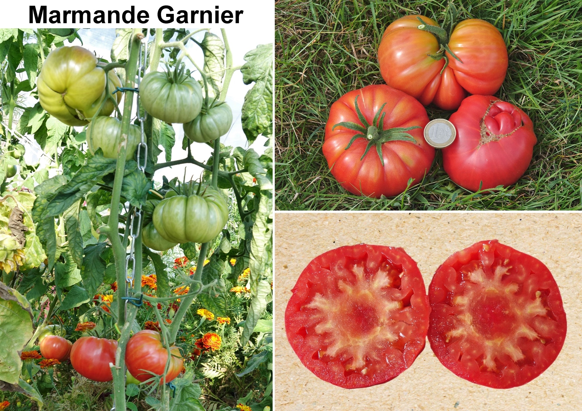 Toute sorte de graines: tomates, tournesols, fleurs..