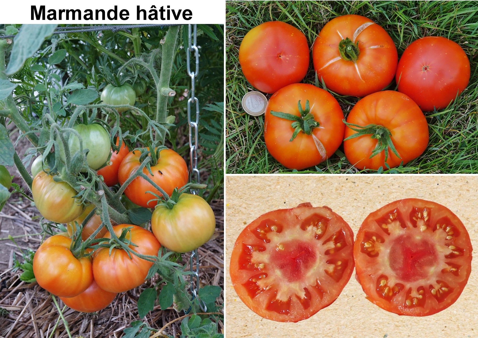Toute sorte de graines: tomates, tournesols, fleurs..