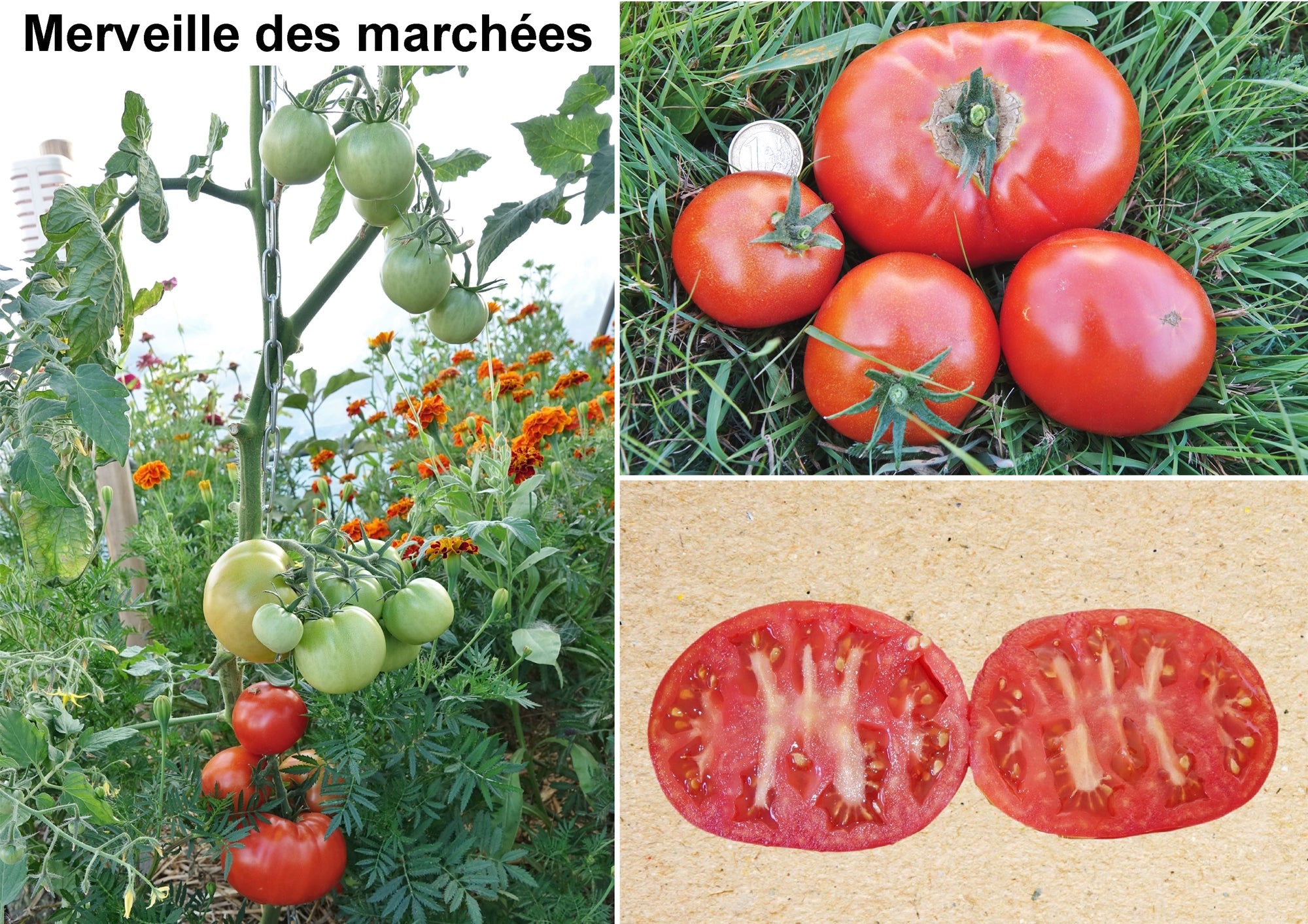 Toute sorte de graines: tomates, tournesols, fleurs..