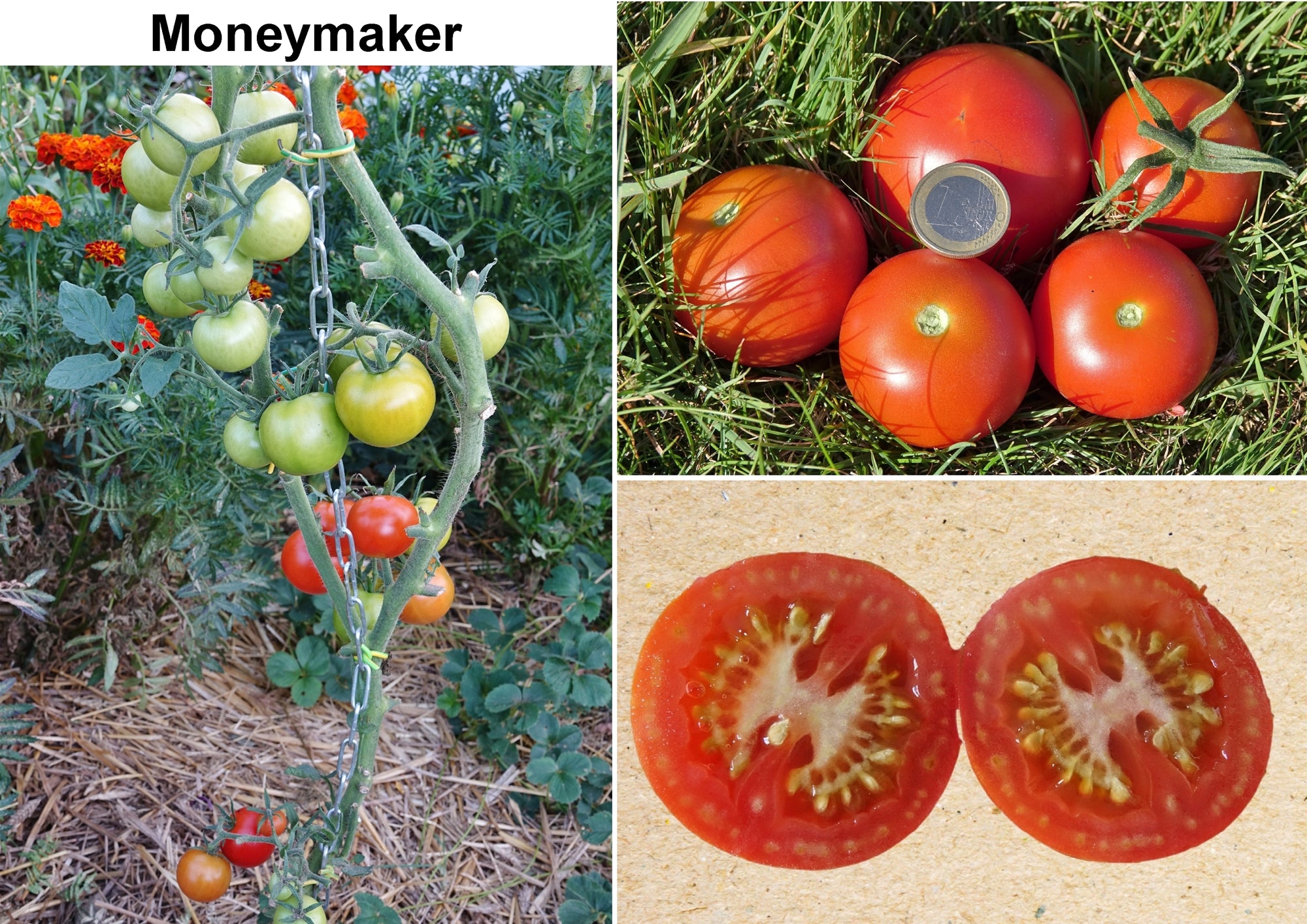 Toute sorte de graines: tomates, tournesols, fleurs..