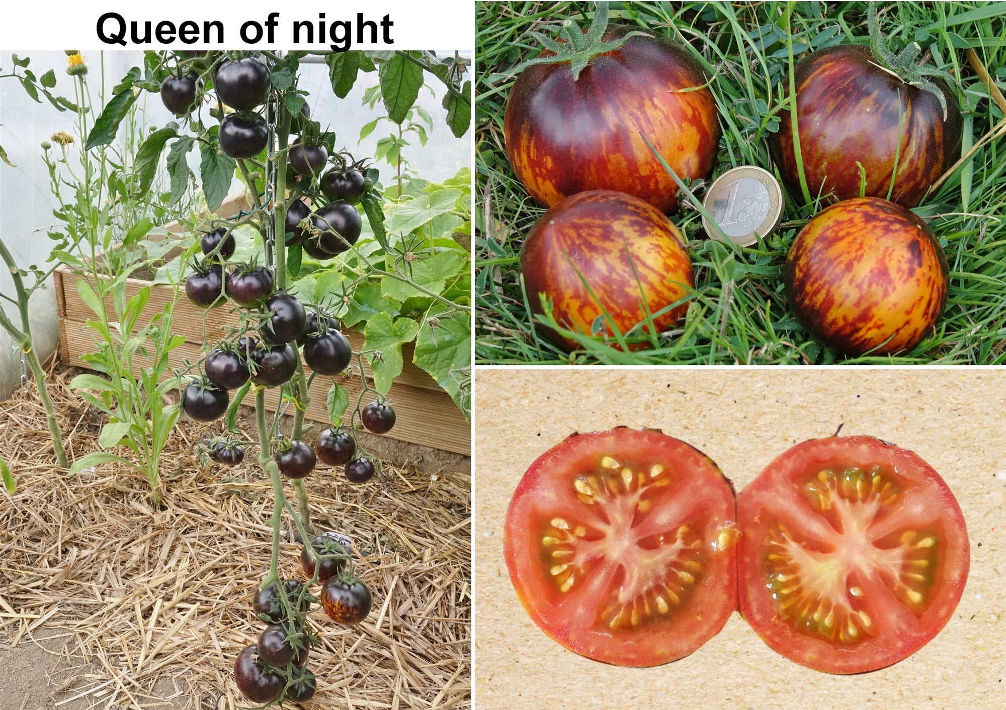 Toute sorte de graines: tomates, tournesols, fleurs..