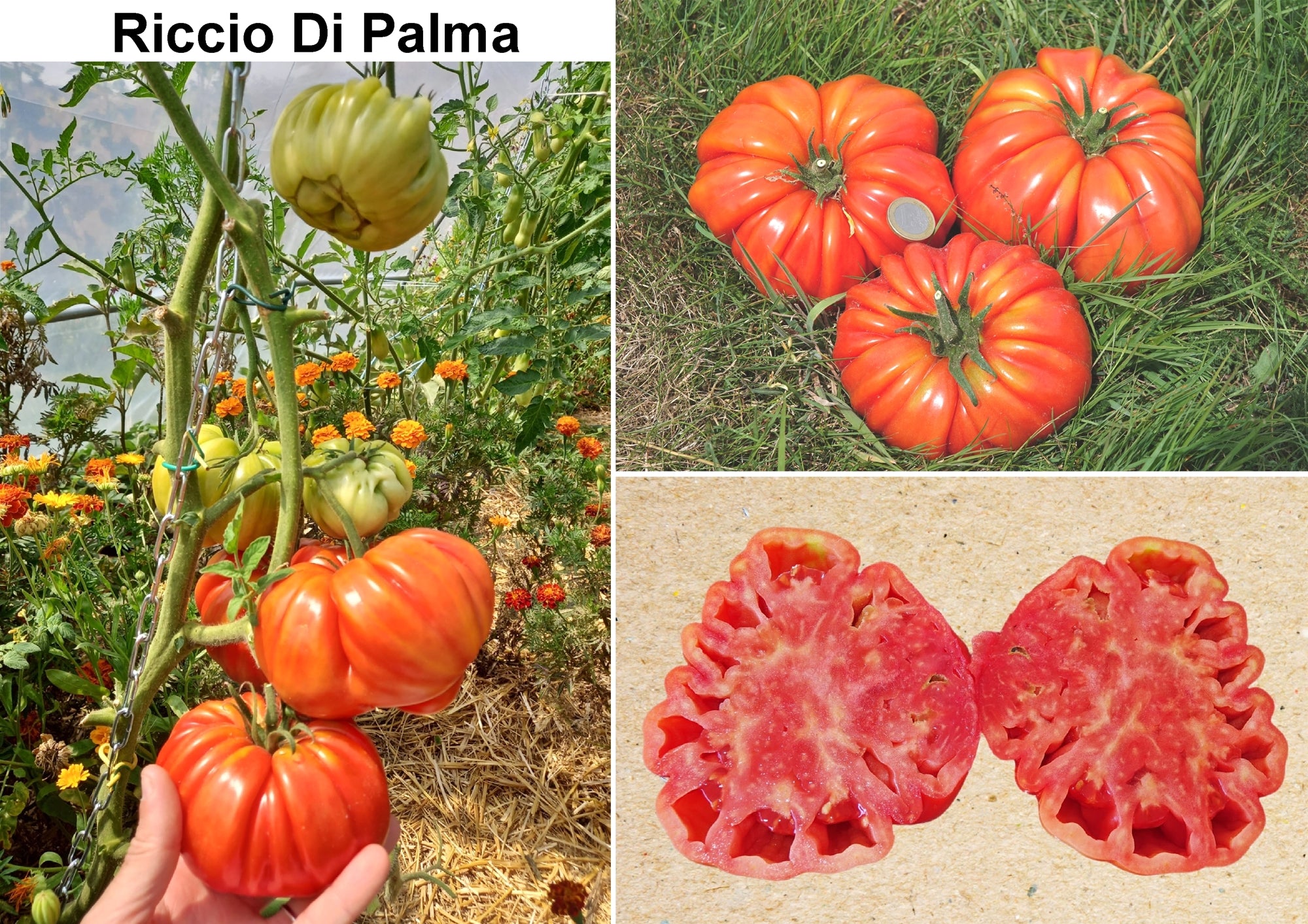 Toute sorte de graines: tomates, tournesols, fleurs..