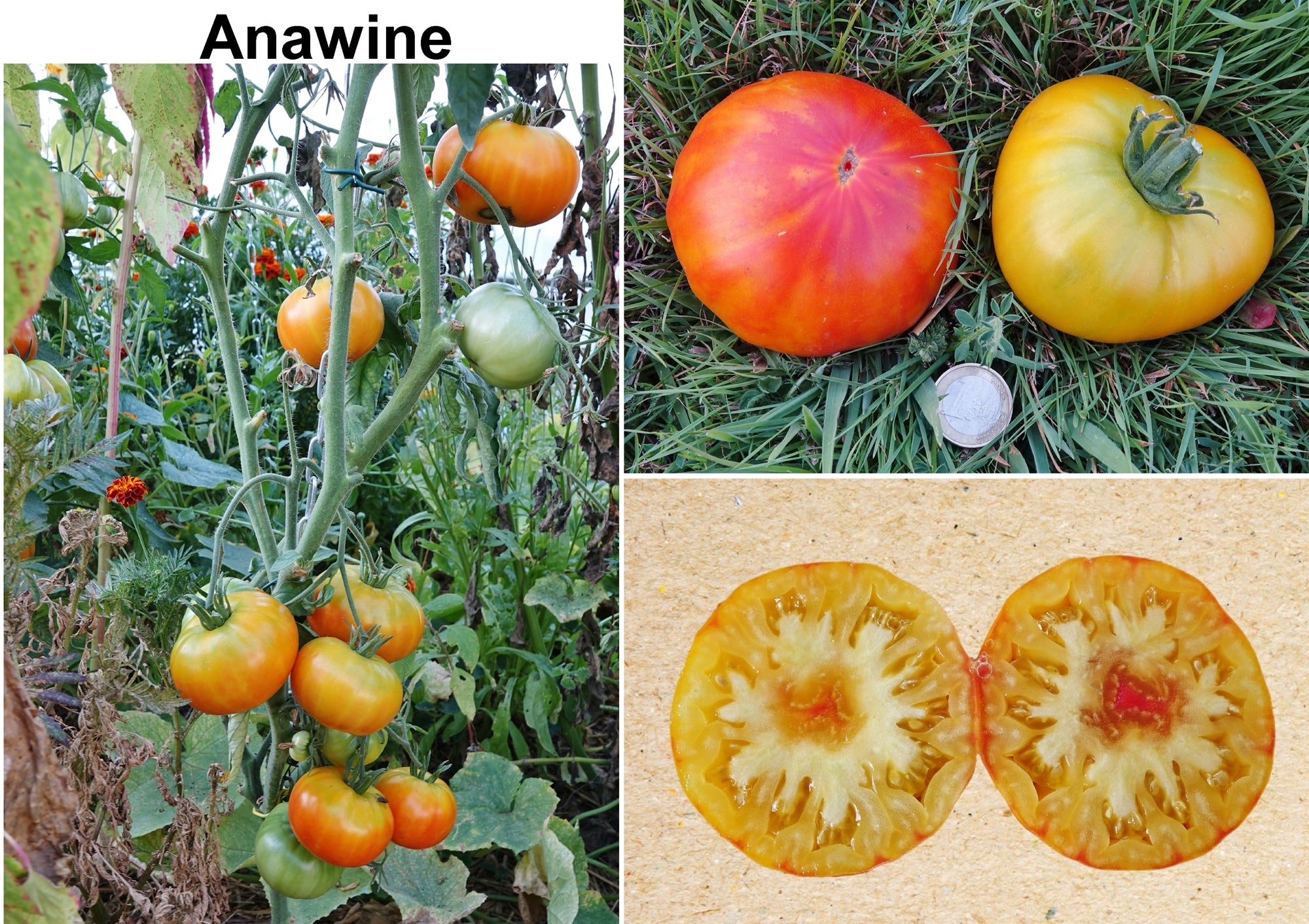 Toute sorte de graines: tomates, tournesols, fleurs..