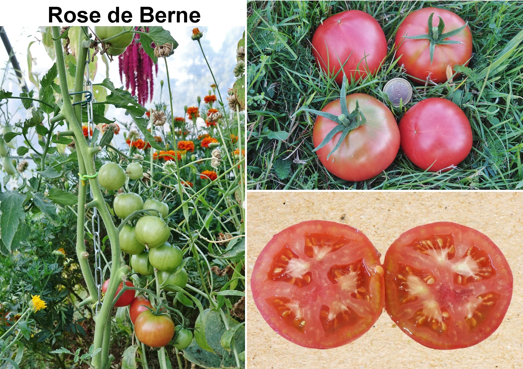 Toute sorte de graines: tomates, tournesols, fleurs..
