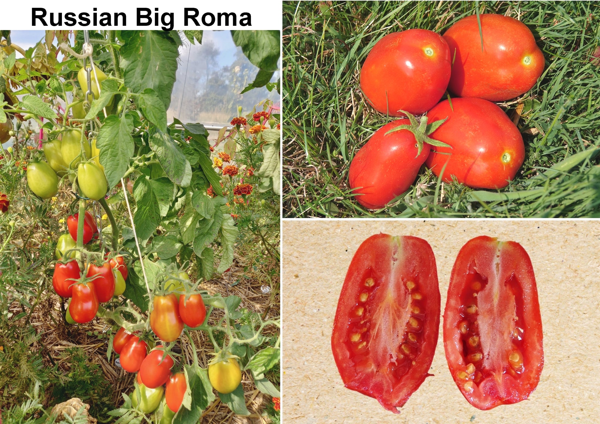 Toute sorte de graines: tomates, tournesols, fleurs..