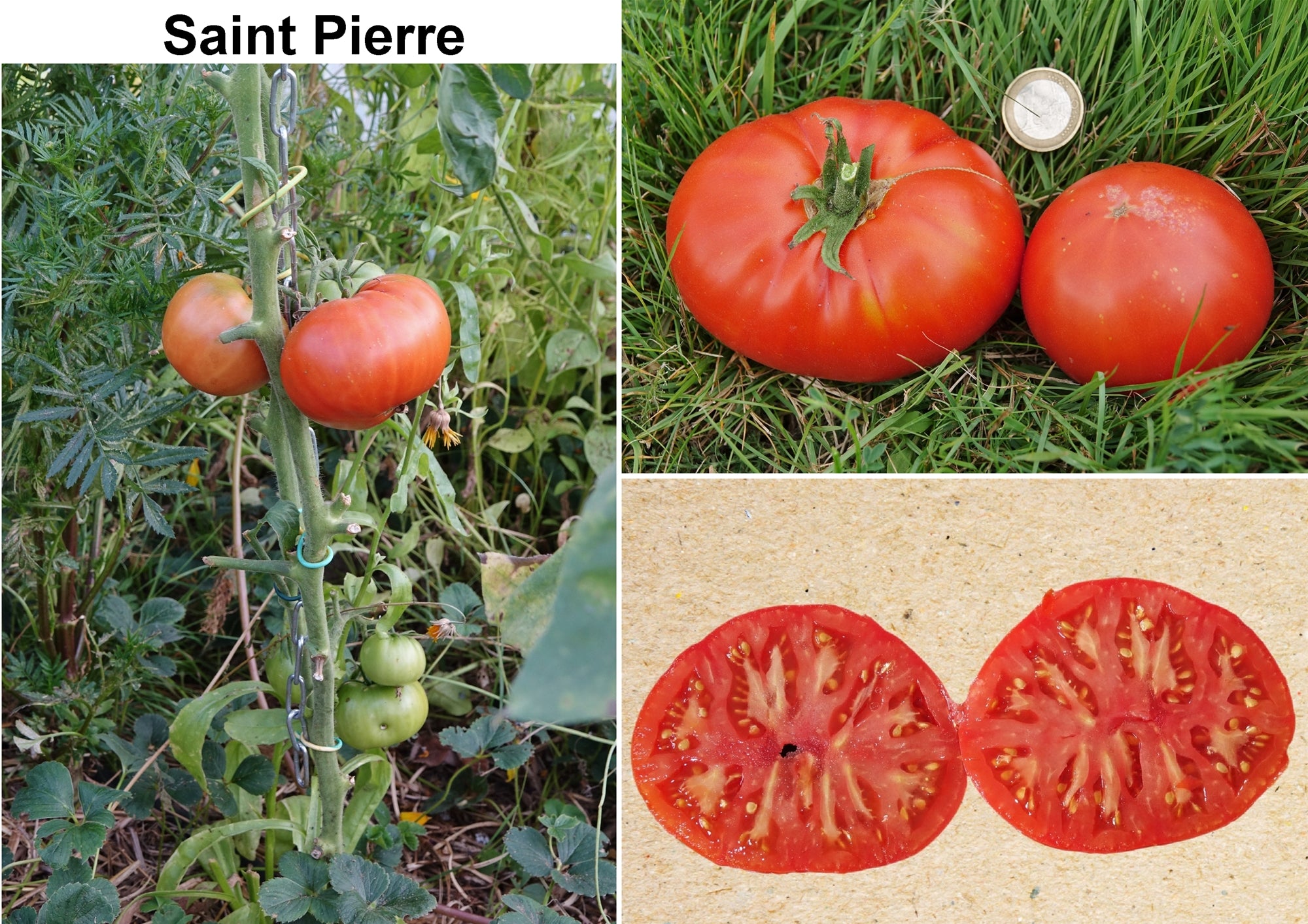 Toute sorte de graines: tomates, tournesols, fleurs..