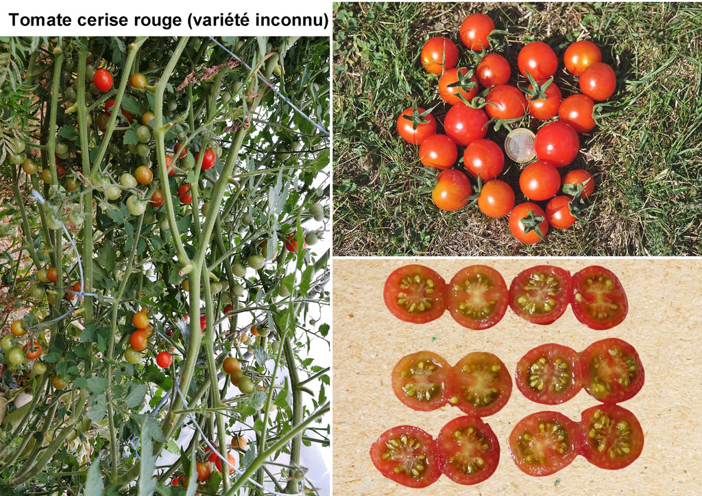 Toute sorte de graines: tomates, tournesols, fleurs..