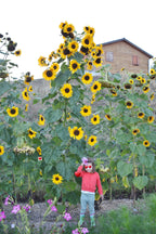 Toute sorte de graines: tomates, tournesols, fleurs..