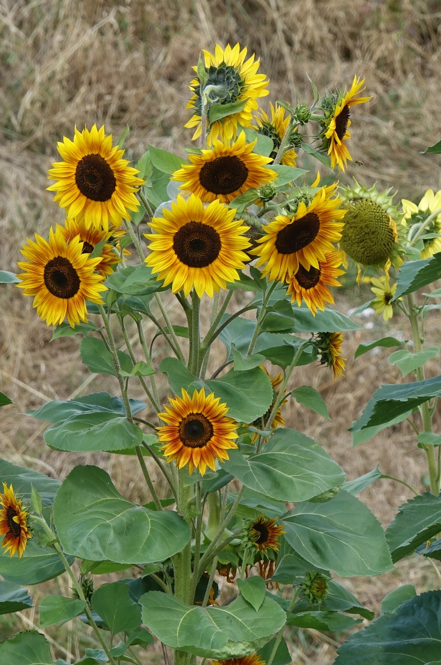 Toute sorte de graines: tomates, tournesols, fleurs..