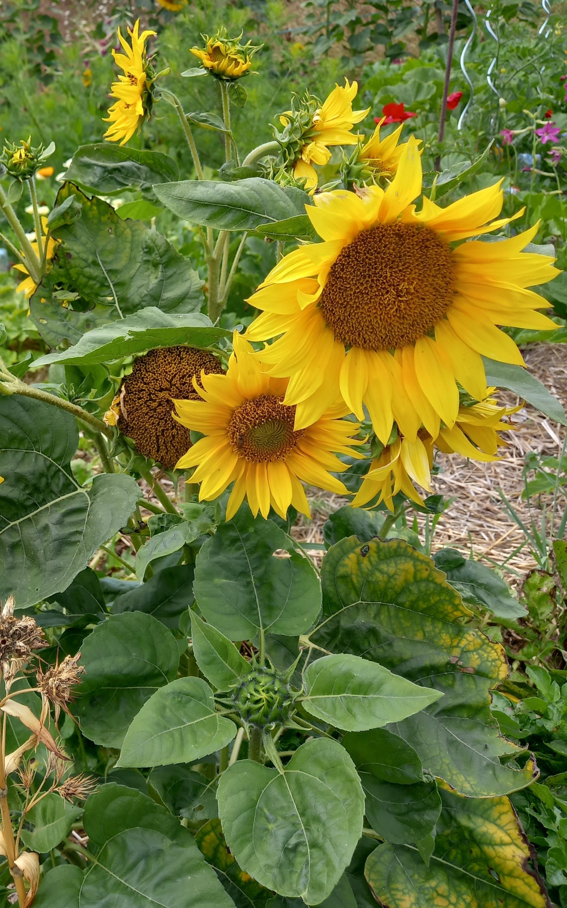 Toute sorte de graines: tomates, tournesols, fleurs..