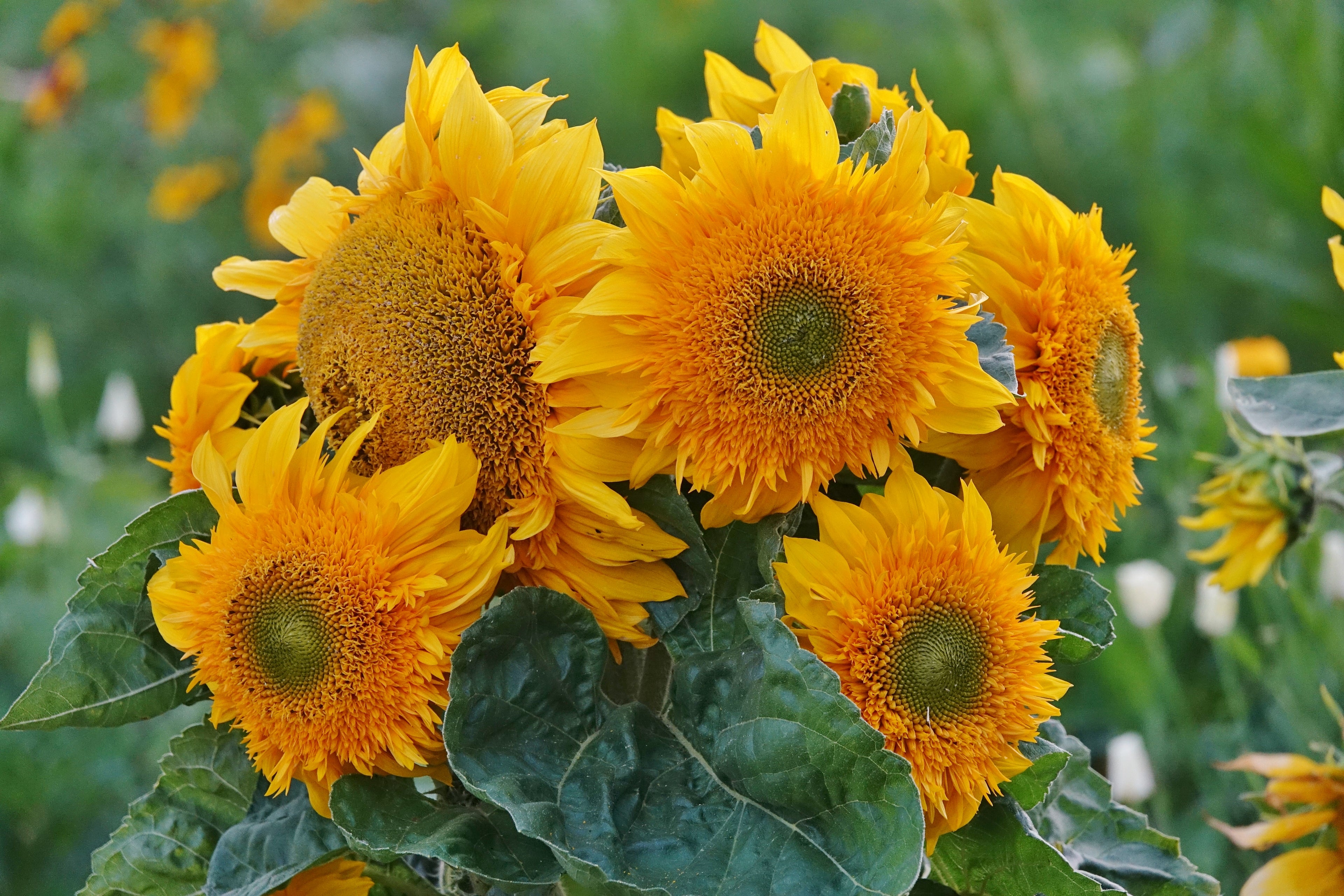 Toute sorte de graines: tomates, tournesols, fleurs..