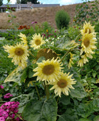 Toute sorte de graines: tomates, tournesols, fleurs..