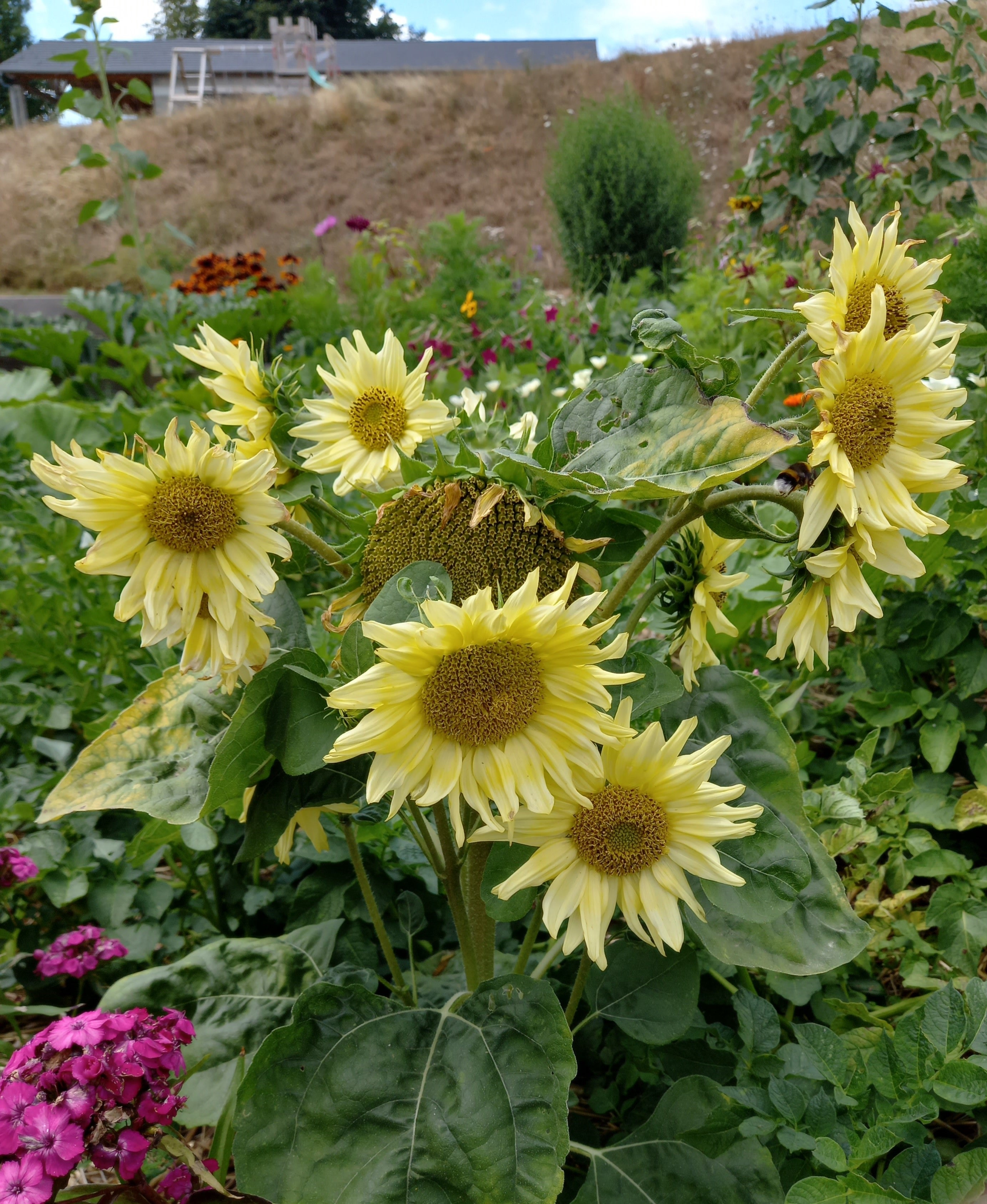Toute sorte de graines: tomates, tournesols, fleurs..