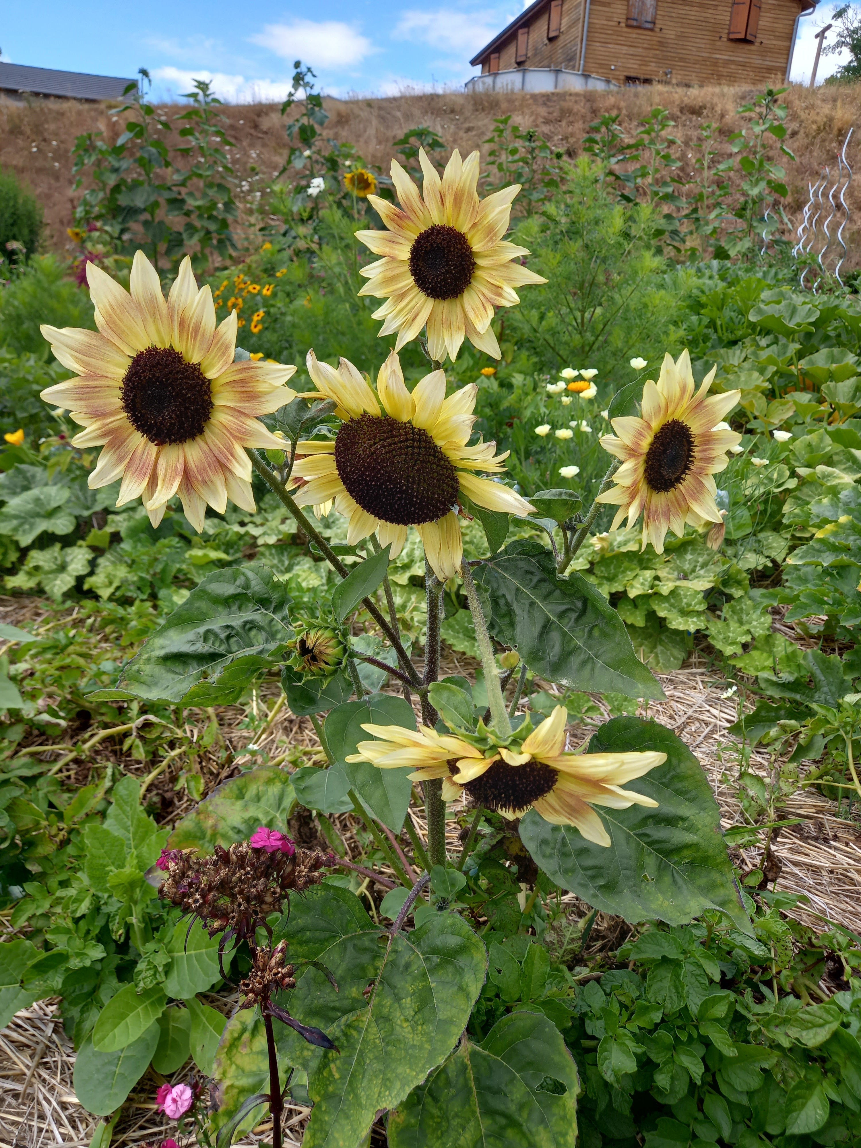 Toute sorte de graines: tomates, tournesols, fleurs..