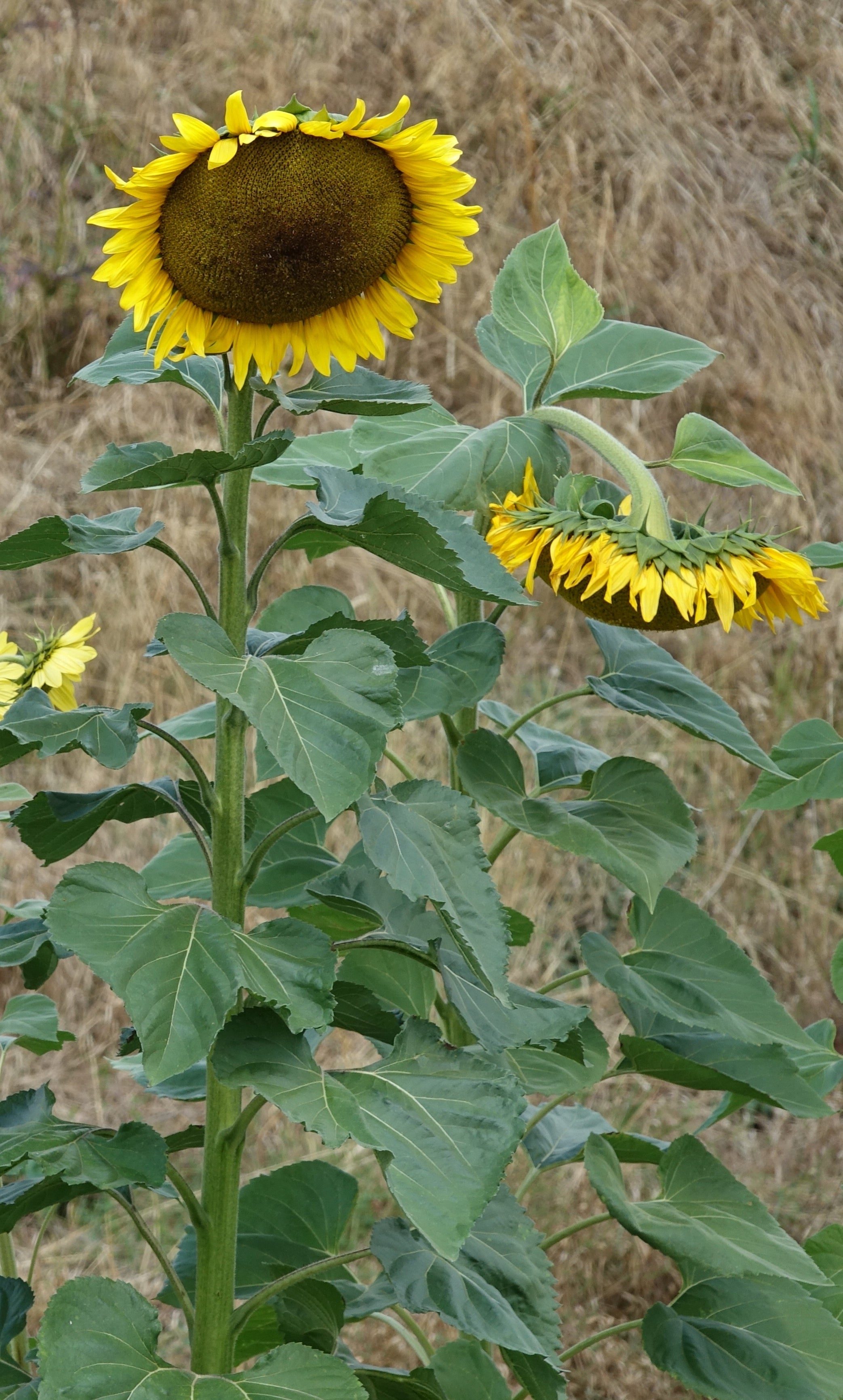 Toute sorte de graines: tomates, tournesols, fleurs..