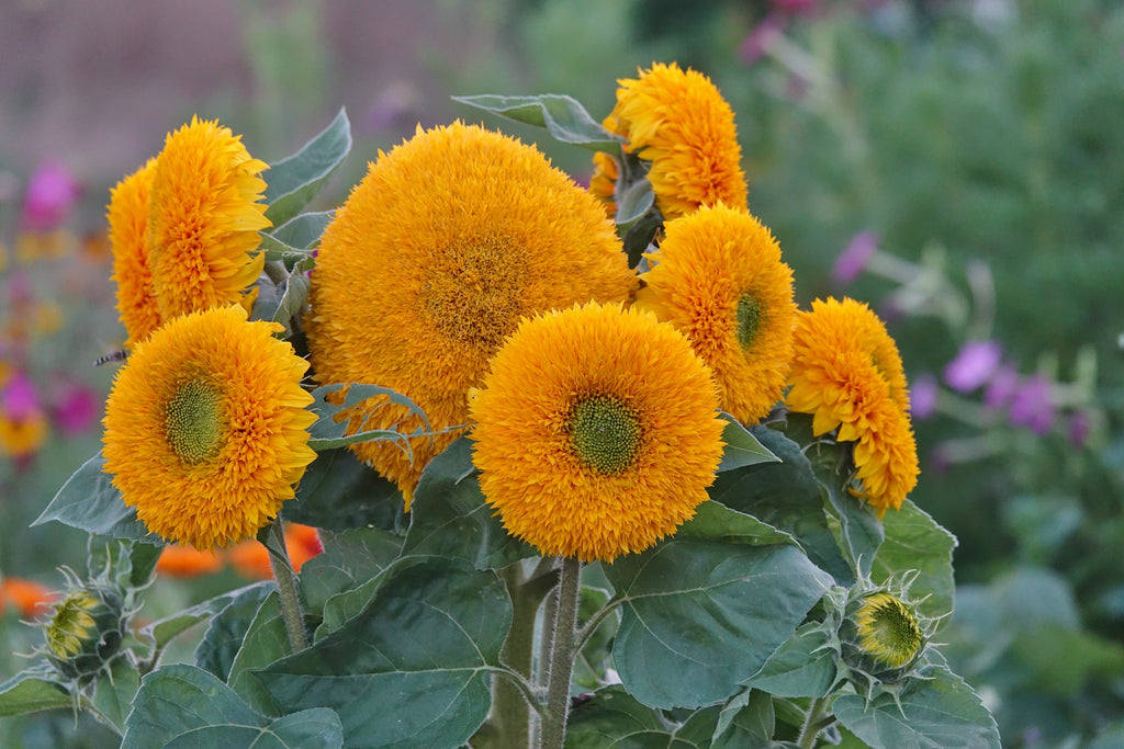 Toute sorte de graines: tomates, tournesols, fleurs..