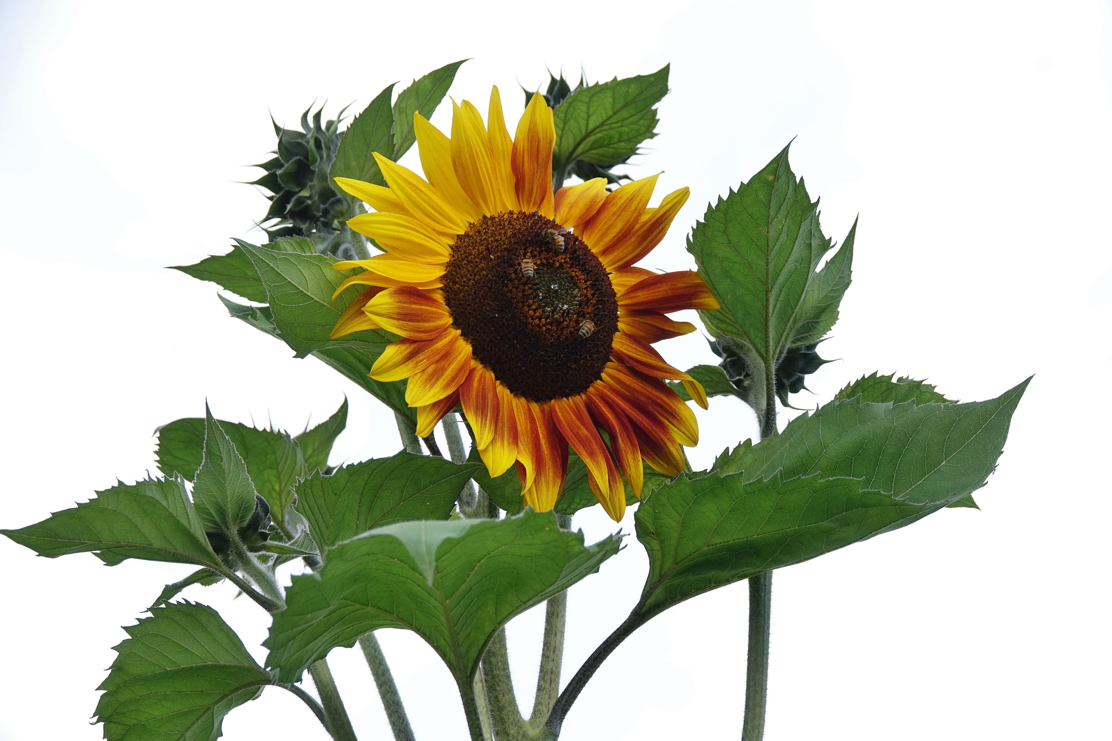 Toute sorte de graines: tomates, tournesols, fleurs..