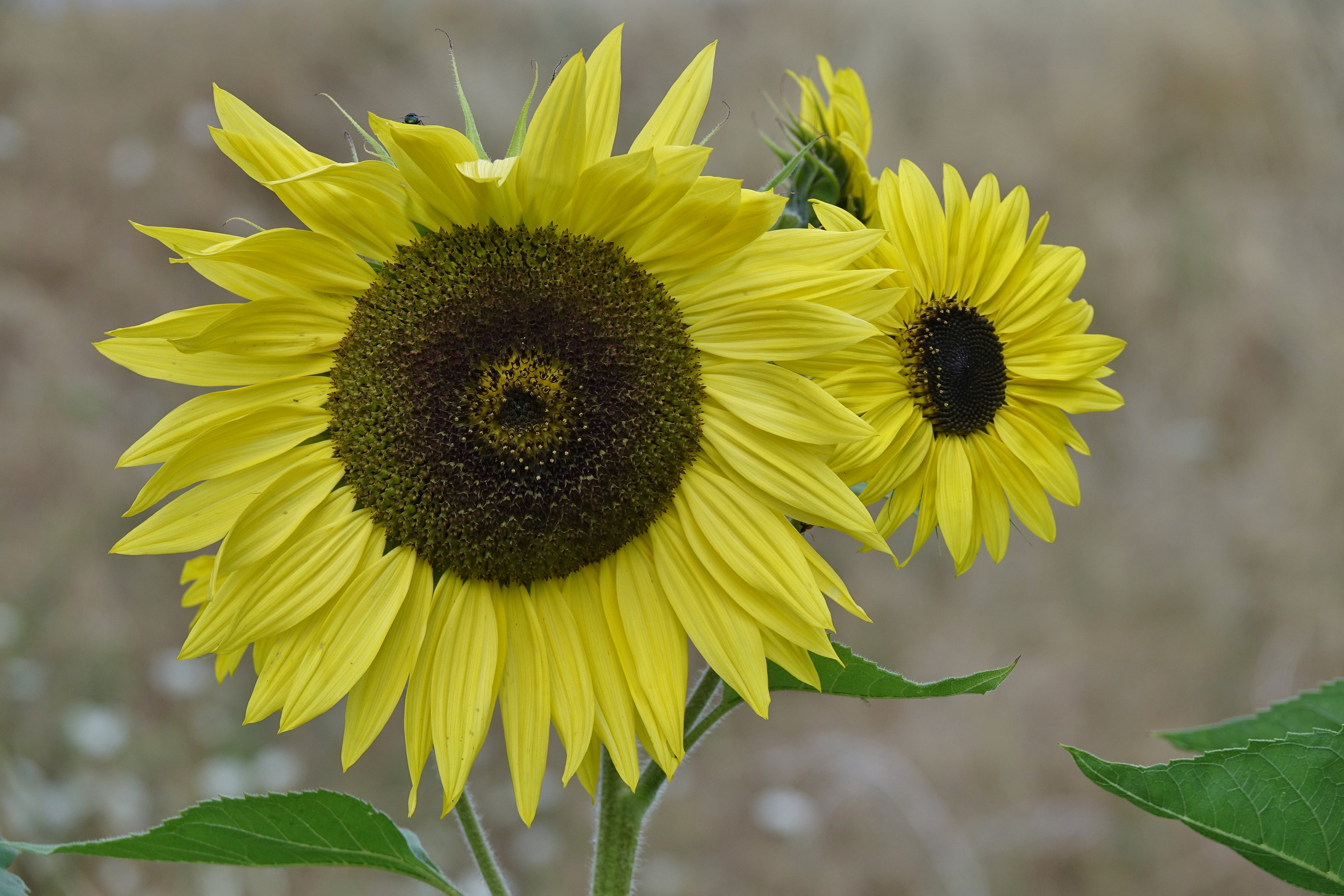 Toute sorte de graines: tomates, tournesols, fleurs..