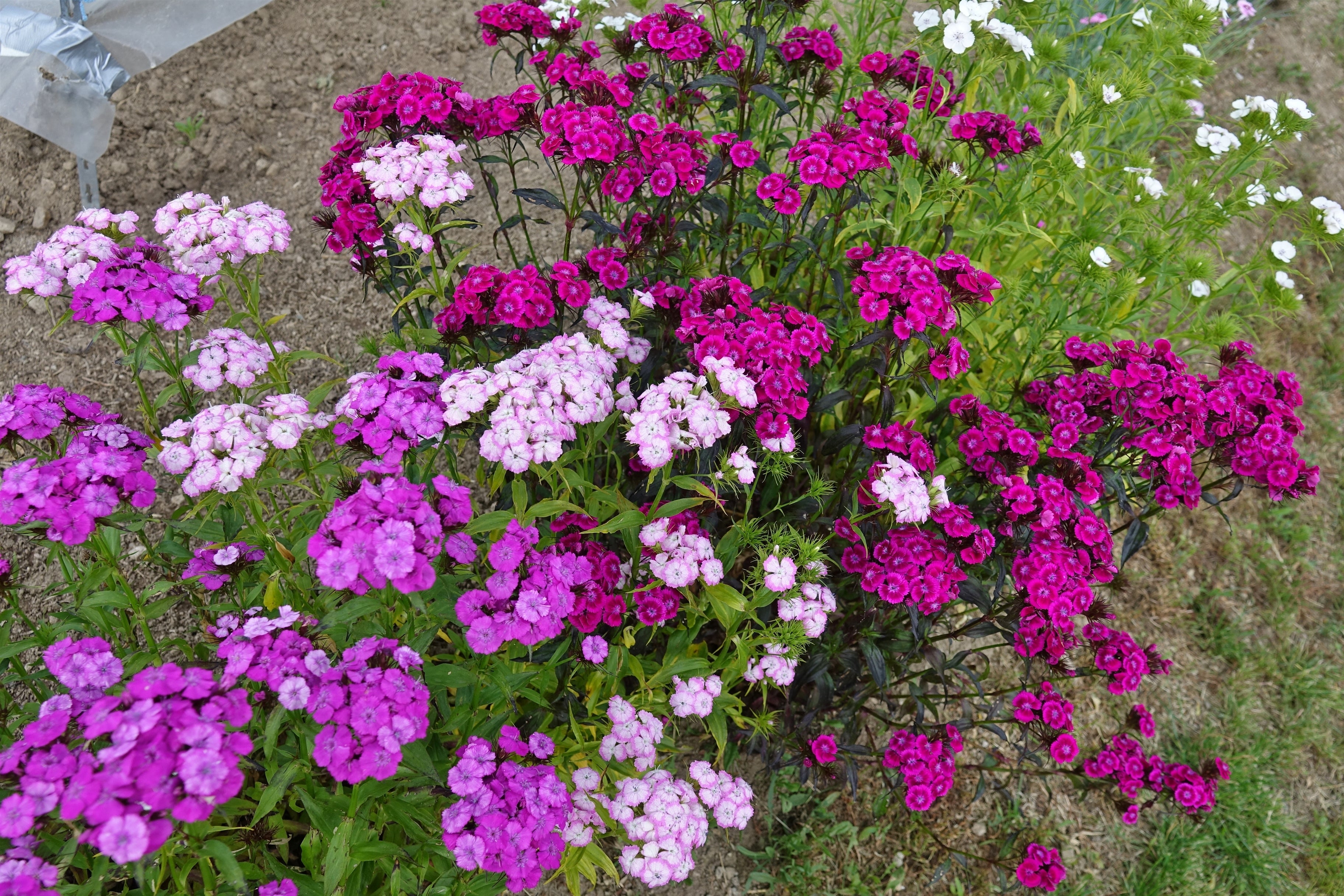 Toute sorte de graines: tomates, tournesols, fleurs..