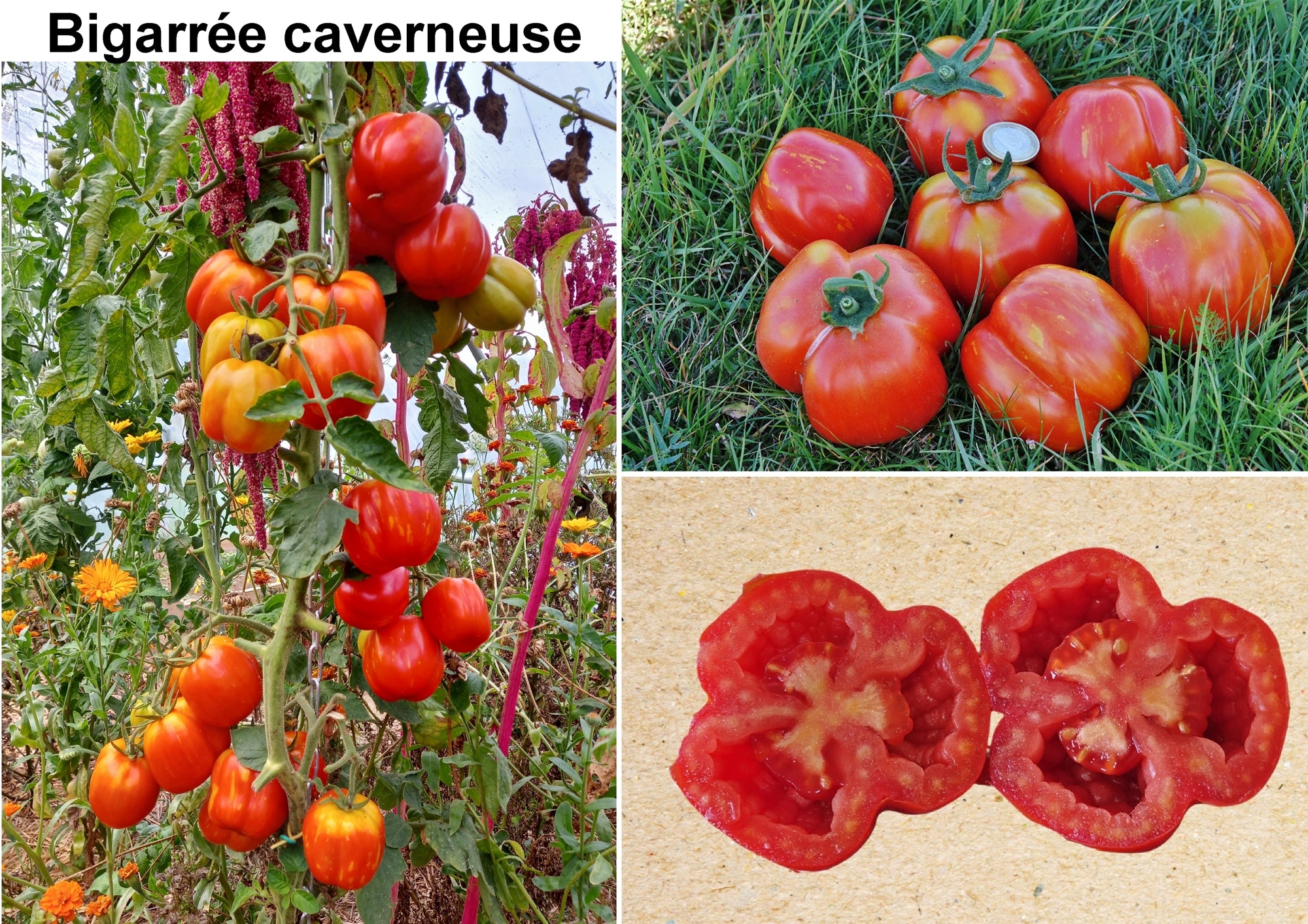 Toute sorte de graines: tomates, tournesols, fleurs..