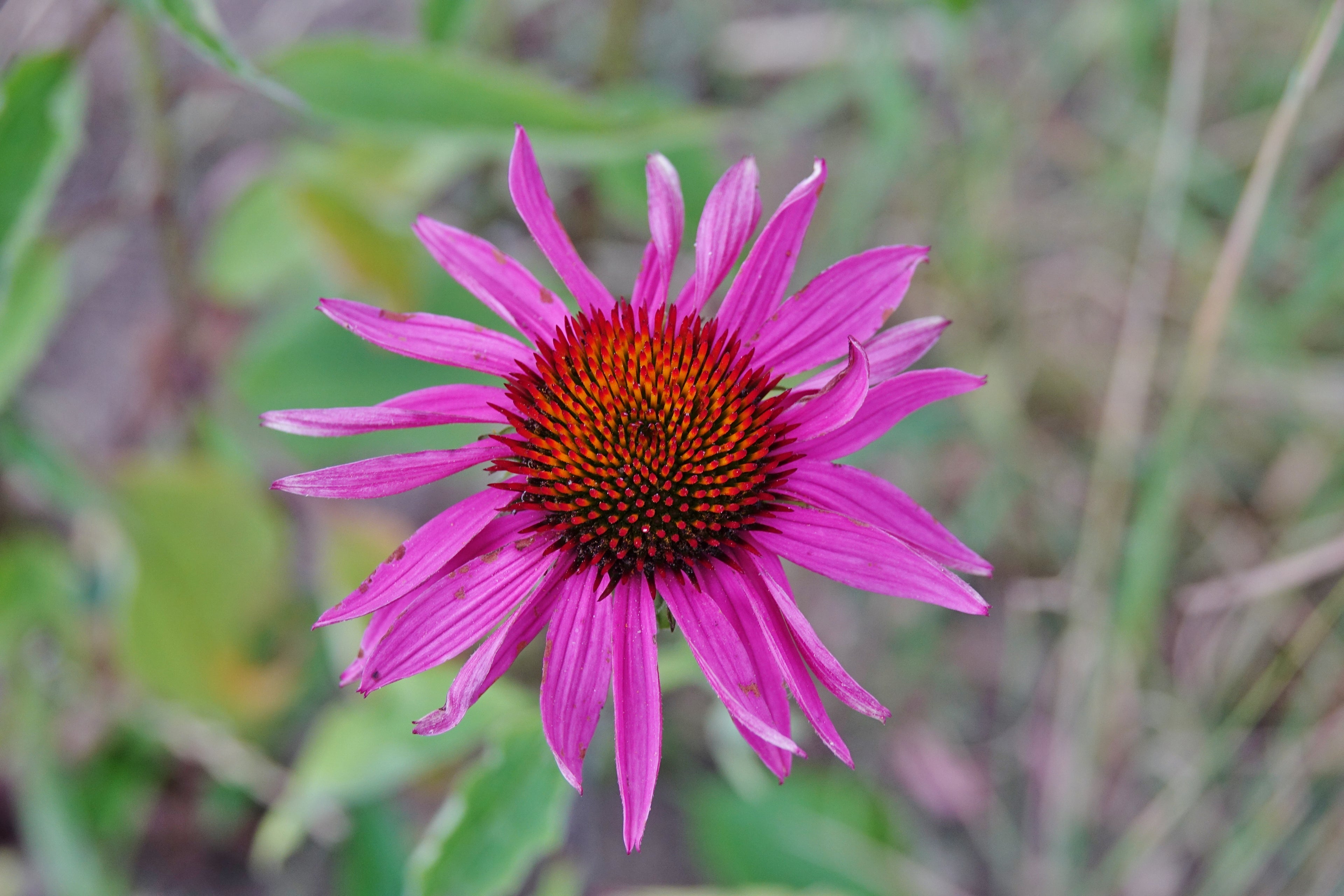 Toute sorte de graines: tomates, tournesols, fleurs..