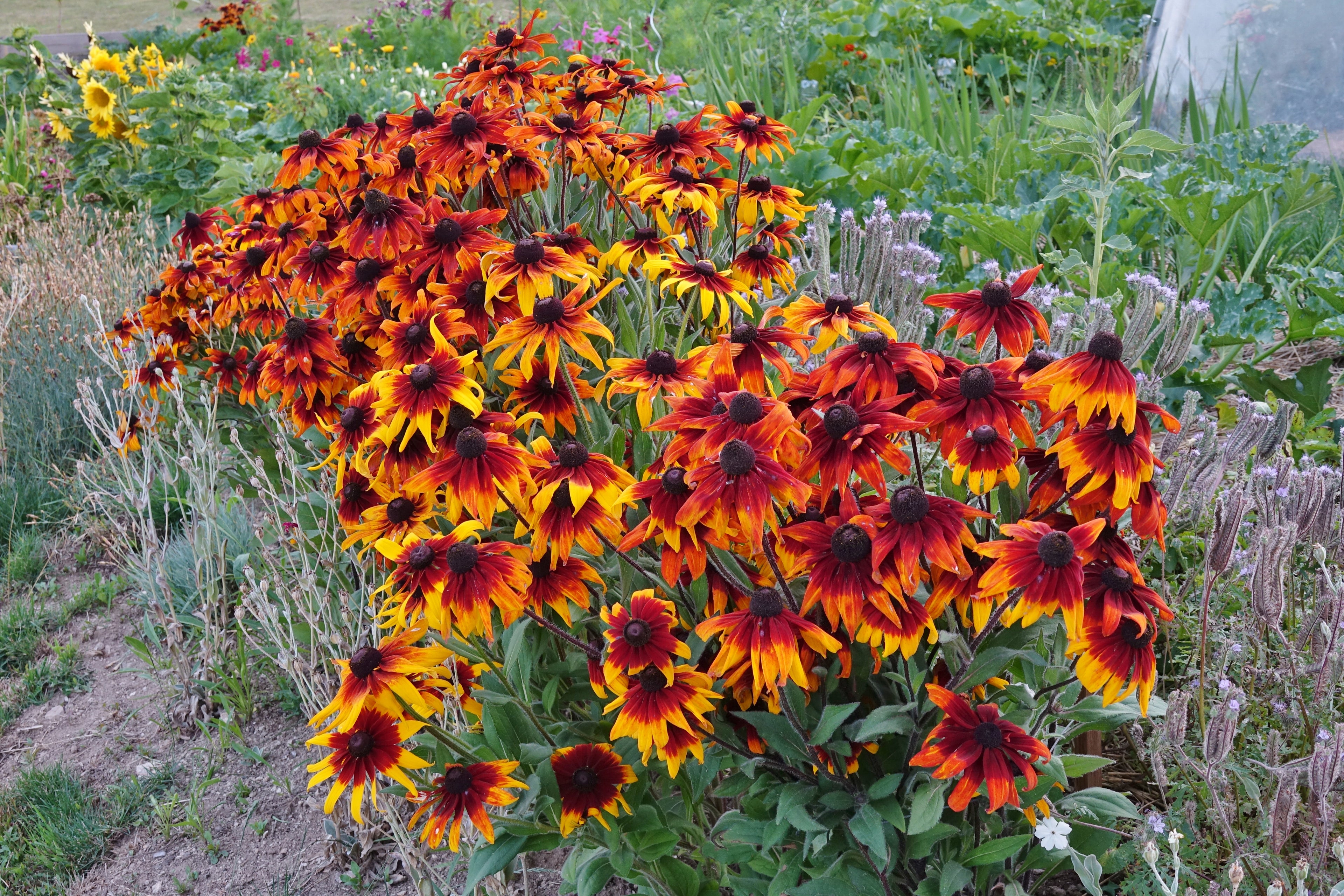 Toute sorte de graines: tomates, tournesols, fleurs..