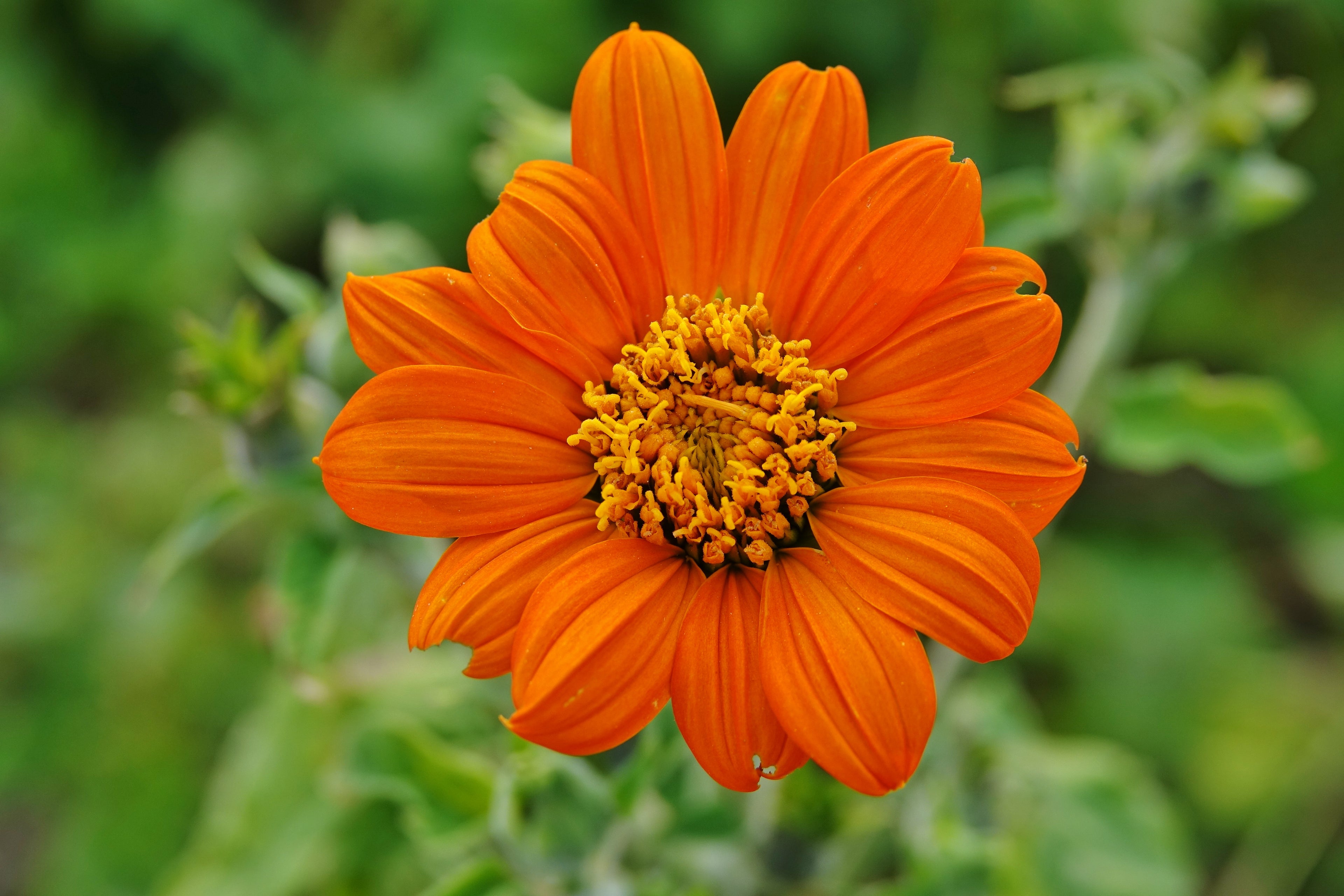 Toute sorte de graines: tomates, tournesols, fleurs..