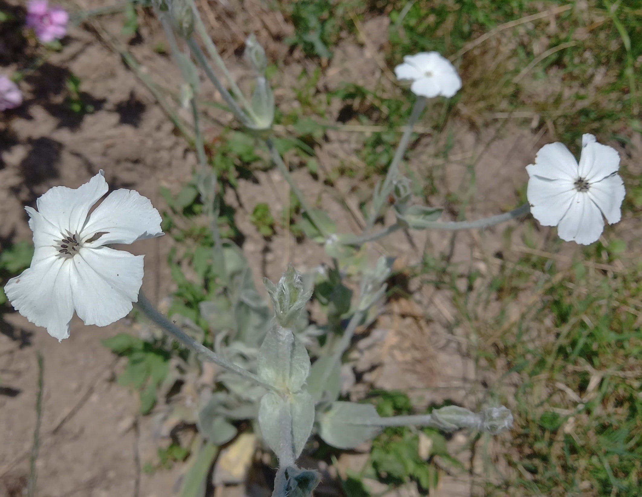 Toute sorte de graines: tomates, tournesols, fleurs..