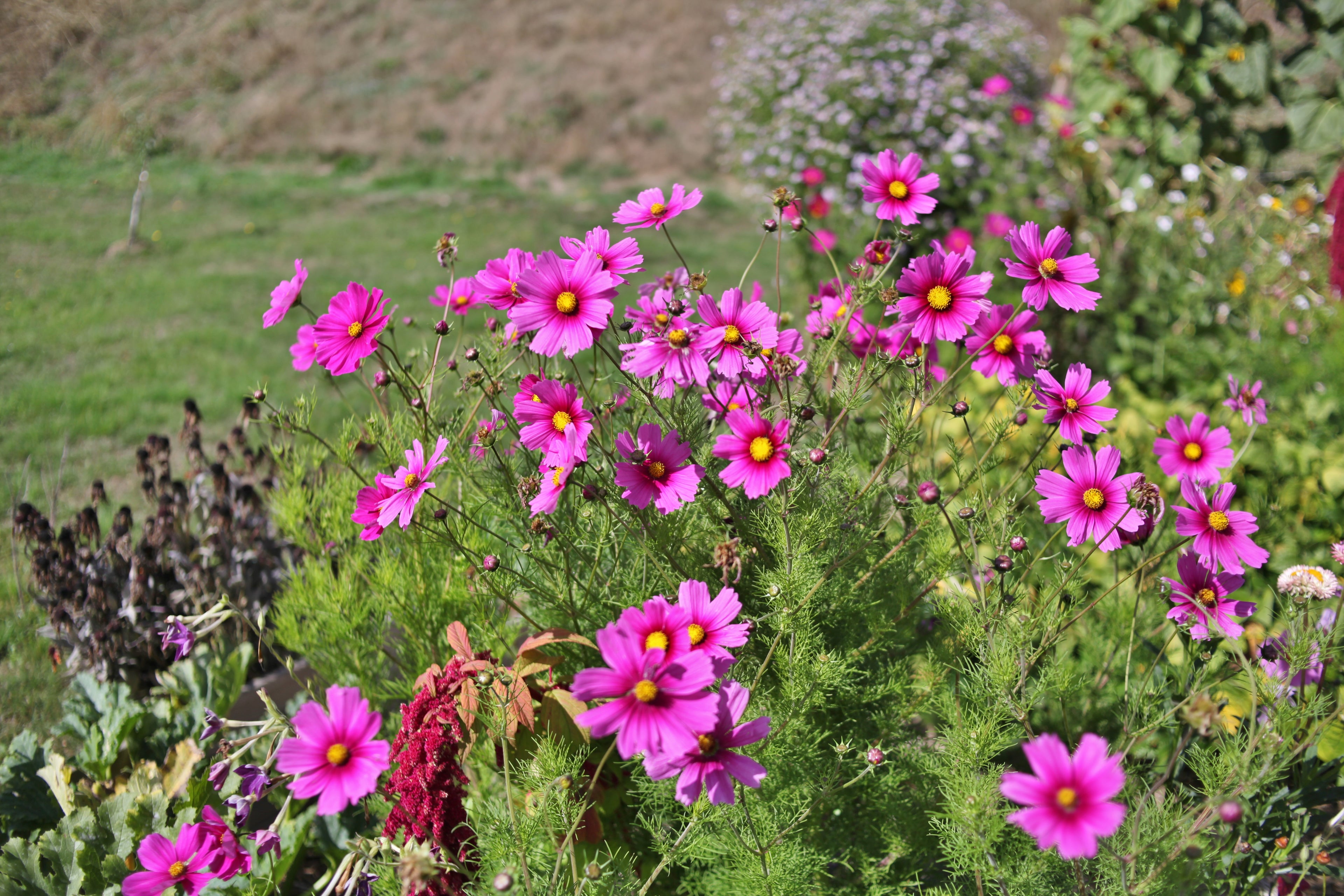 Toute sorte de graines: tomates, tournesols, fleurs..