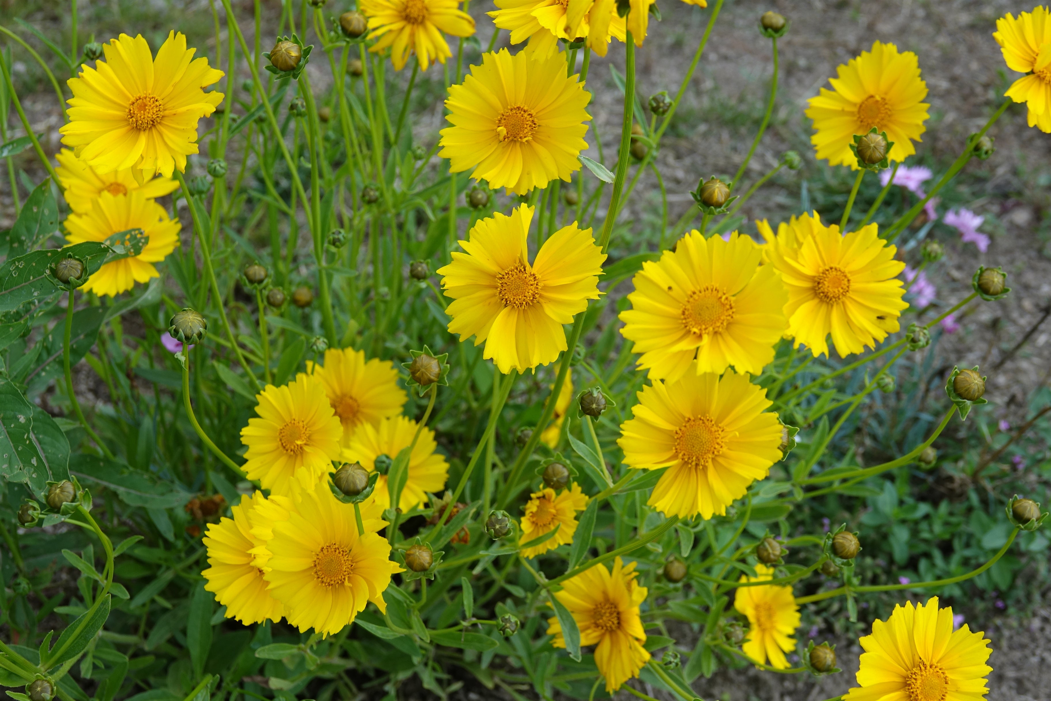 Toute sorte de graines: tomates, tournesols, fleurs..