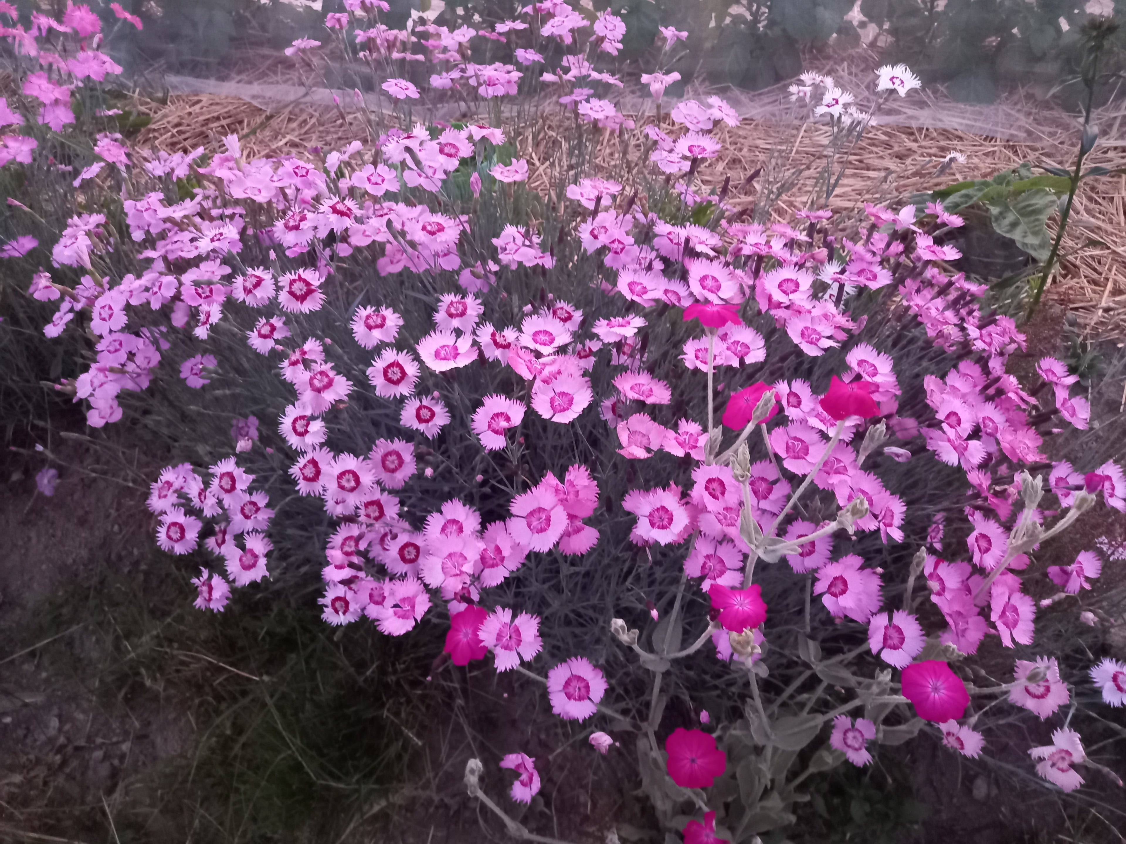 Toute sorte de graines: tomates, tournesols, fleurs..