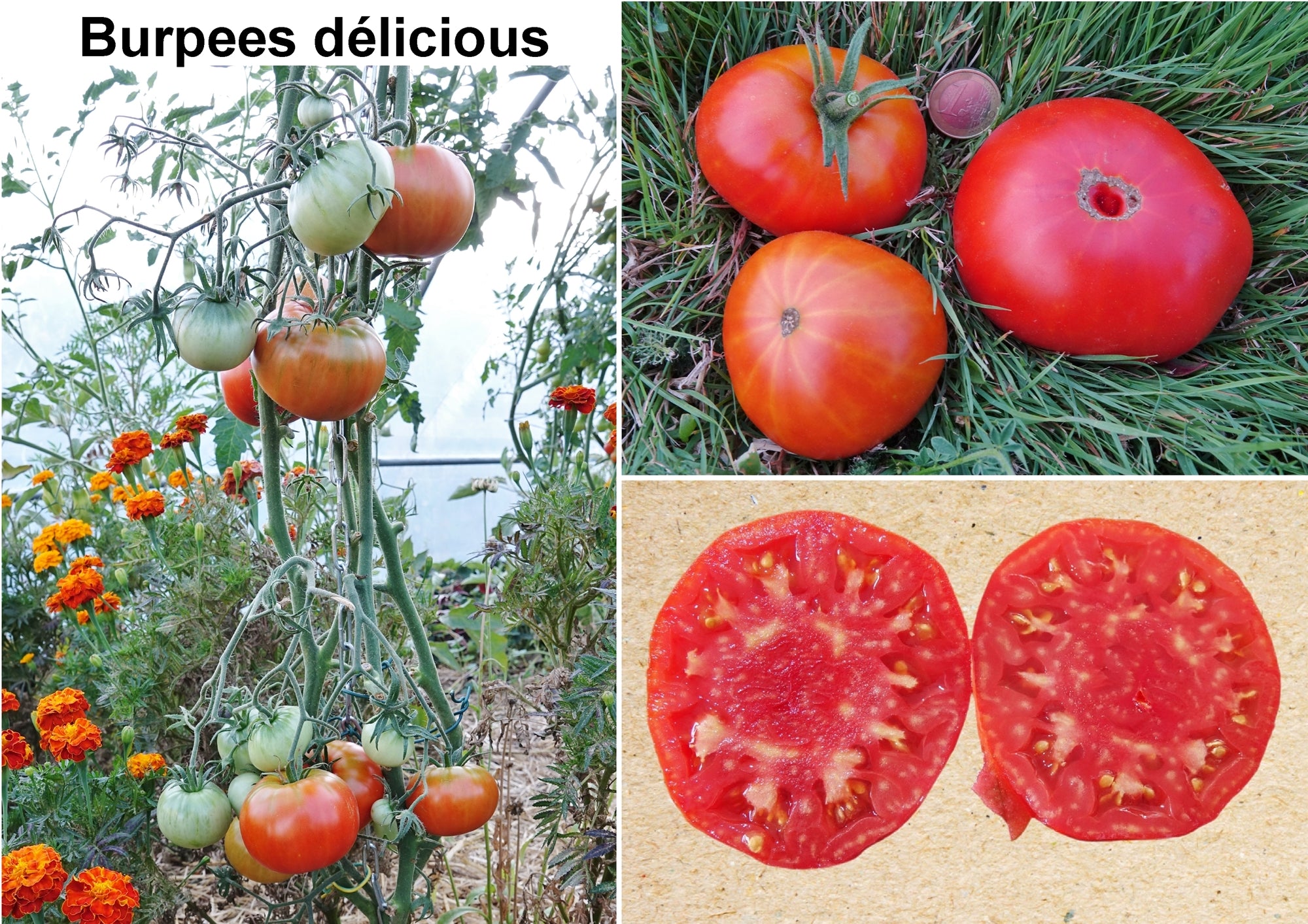 Toute sorte de graines: tomates, tournesols, fleurs..