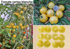 Toute sorte de graines: tomates, tournesols, fleurs..