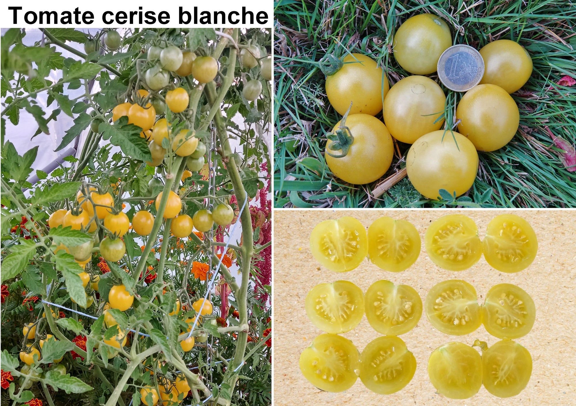 Toute sorte de graines: tomates, tournesols, fleurs..