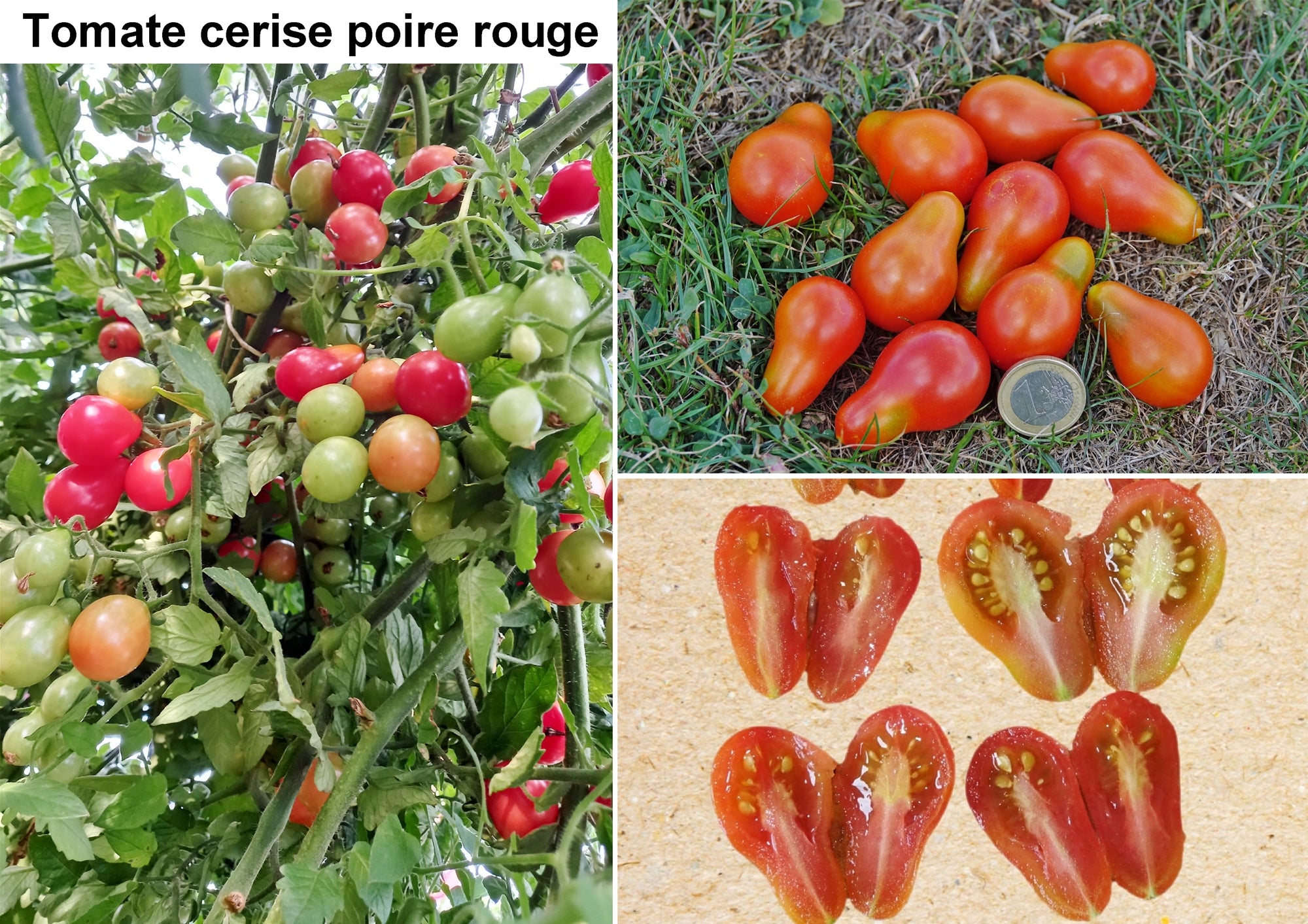 Toute sorte de graines: tomates, tournesols, fleurs..