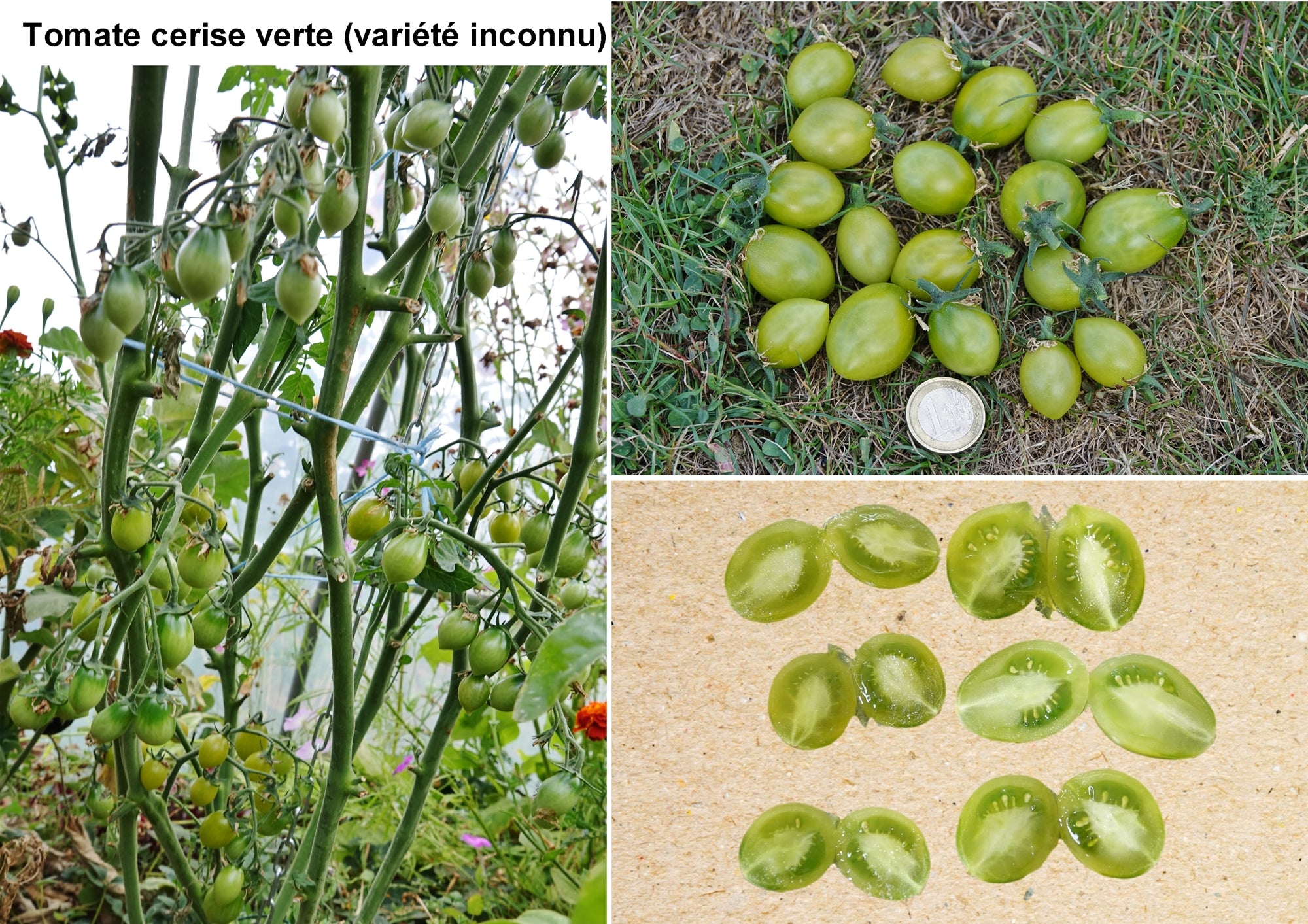 Toute sorte de graines: tomates, tournesols, fleurs..